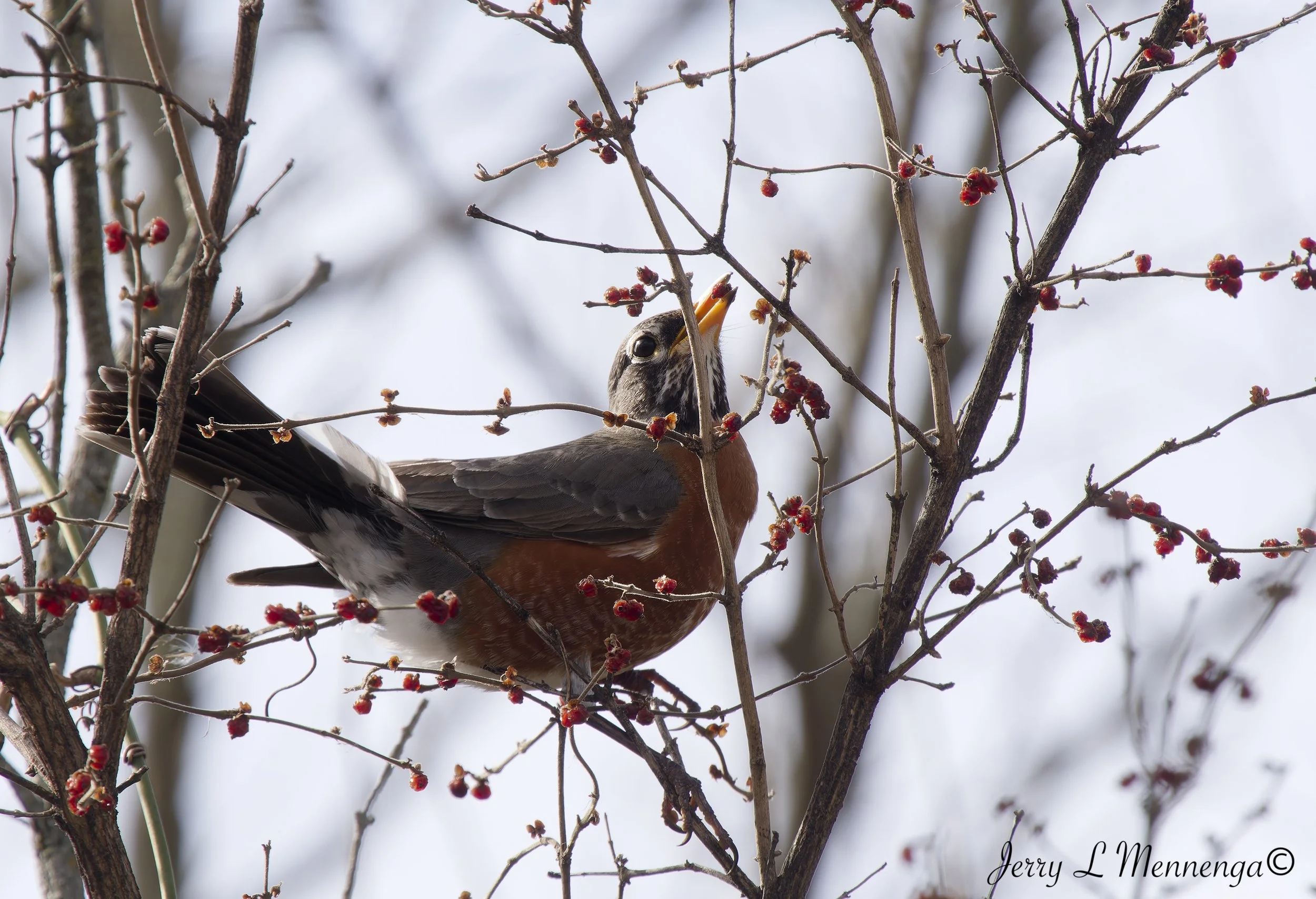 Birds Bigelow Park Salix 2026 03-13_0374_DxO.jpg