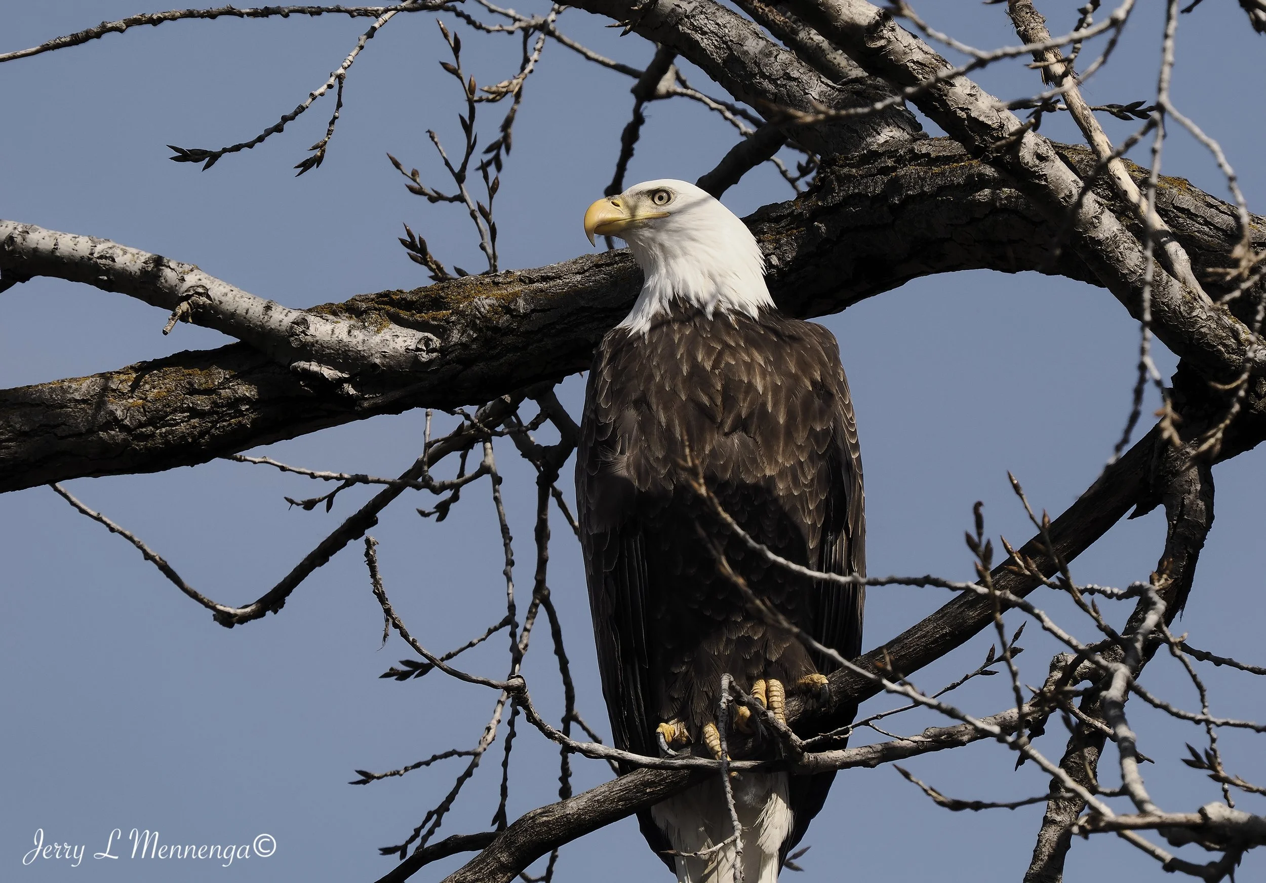 BirdsAdamsHomestead202603-10_0103_DxO.jpg