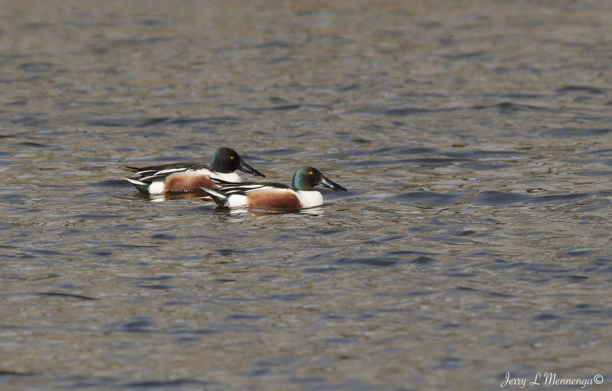 BirdsAdamsHomestead202603-10_0495_DxO.jpg