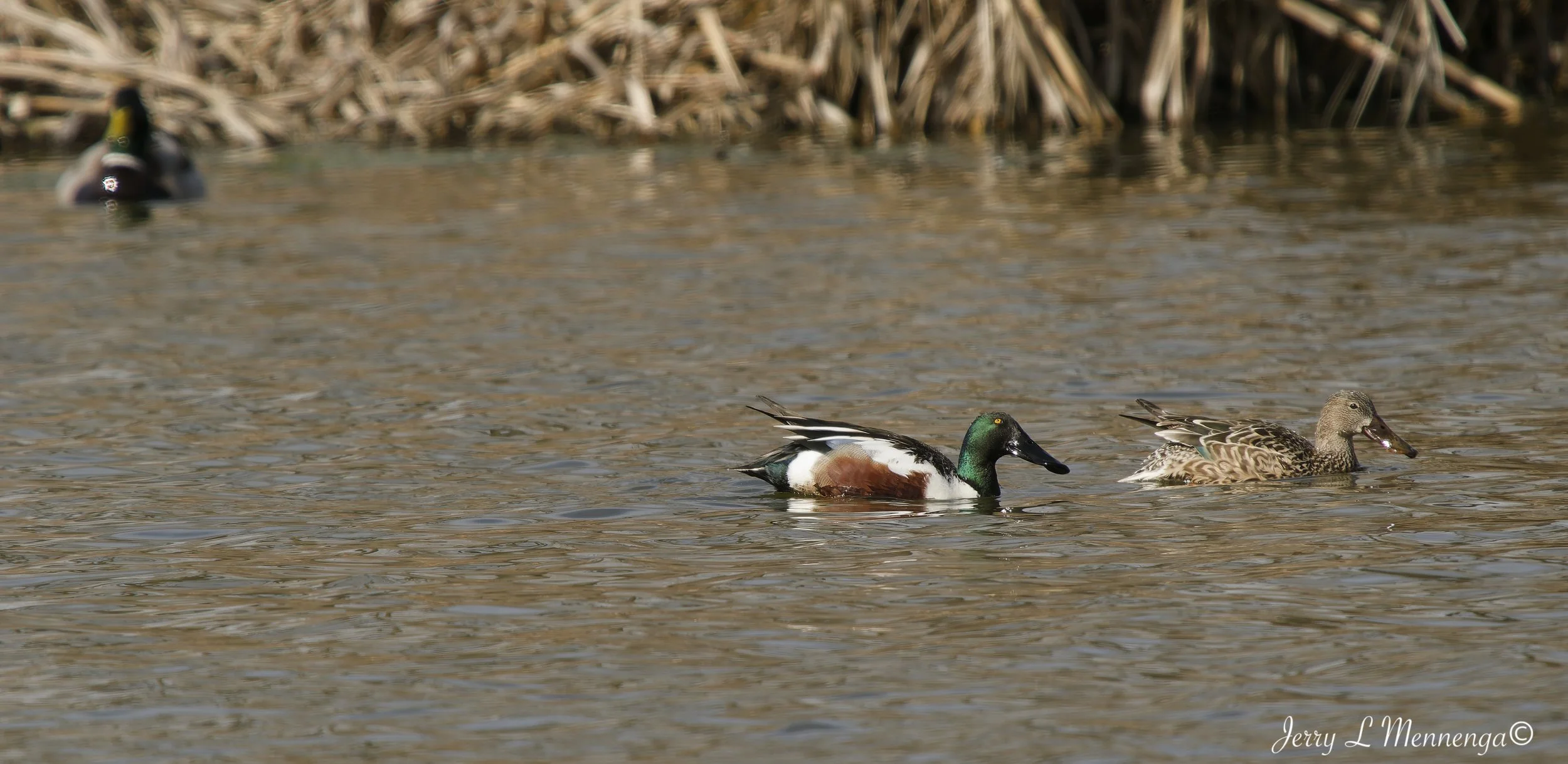 BirdsAdamsHomestead202603-10_1163_DxO.jpg