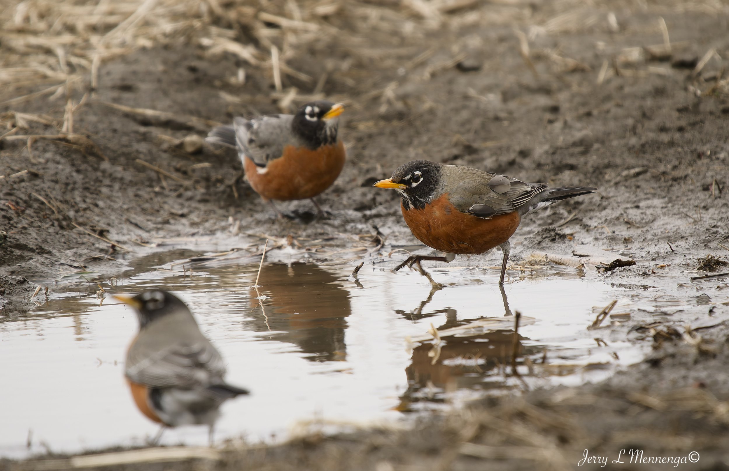 Birds Rural Monona County 2026 03-12_0141_DxO.jpg
