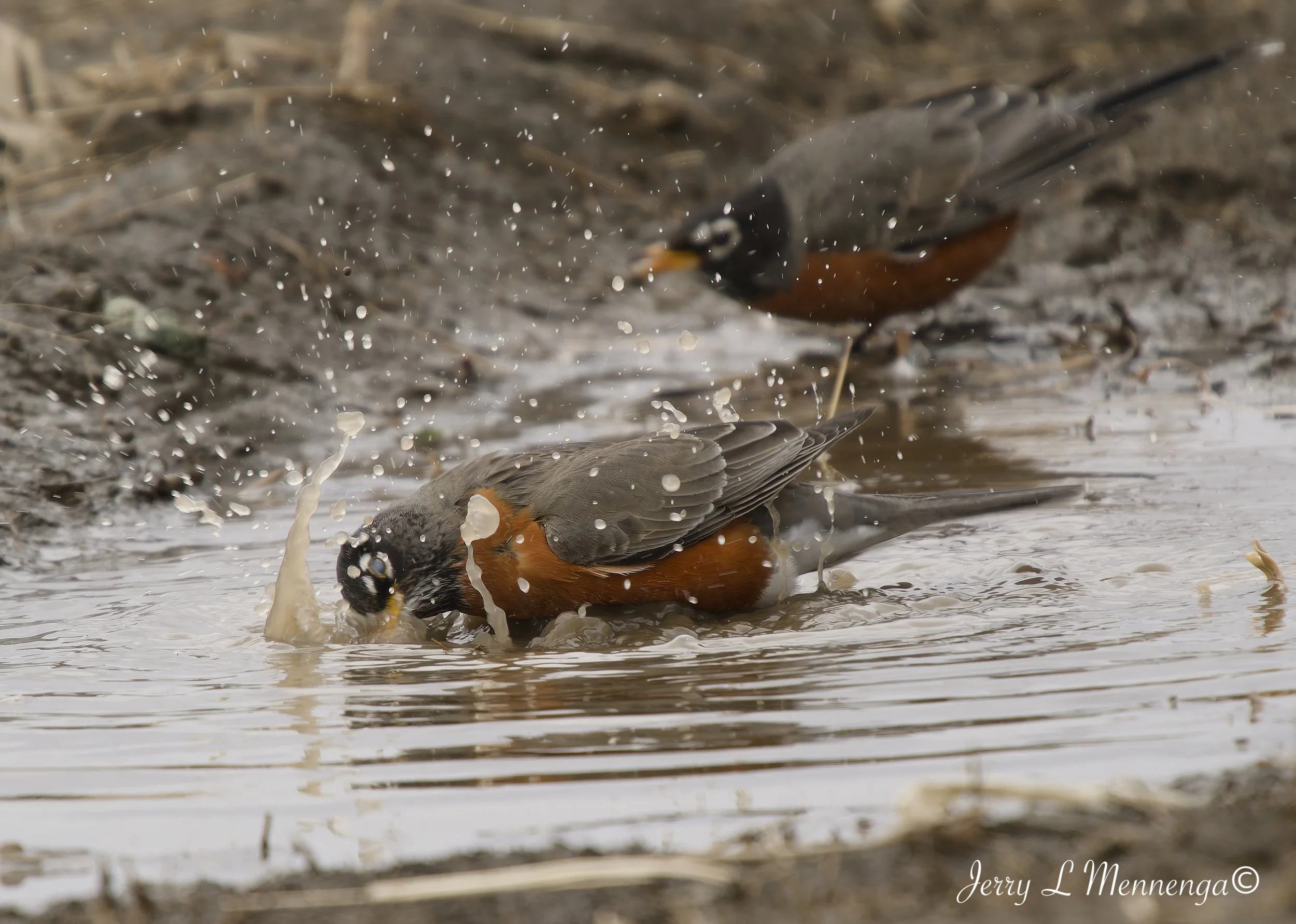 Birds Rural Monona County 2026 03-12_0230_DxO.jpg