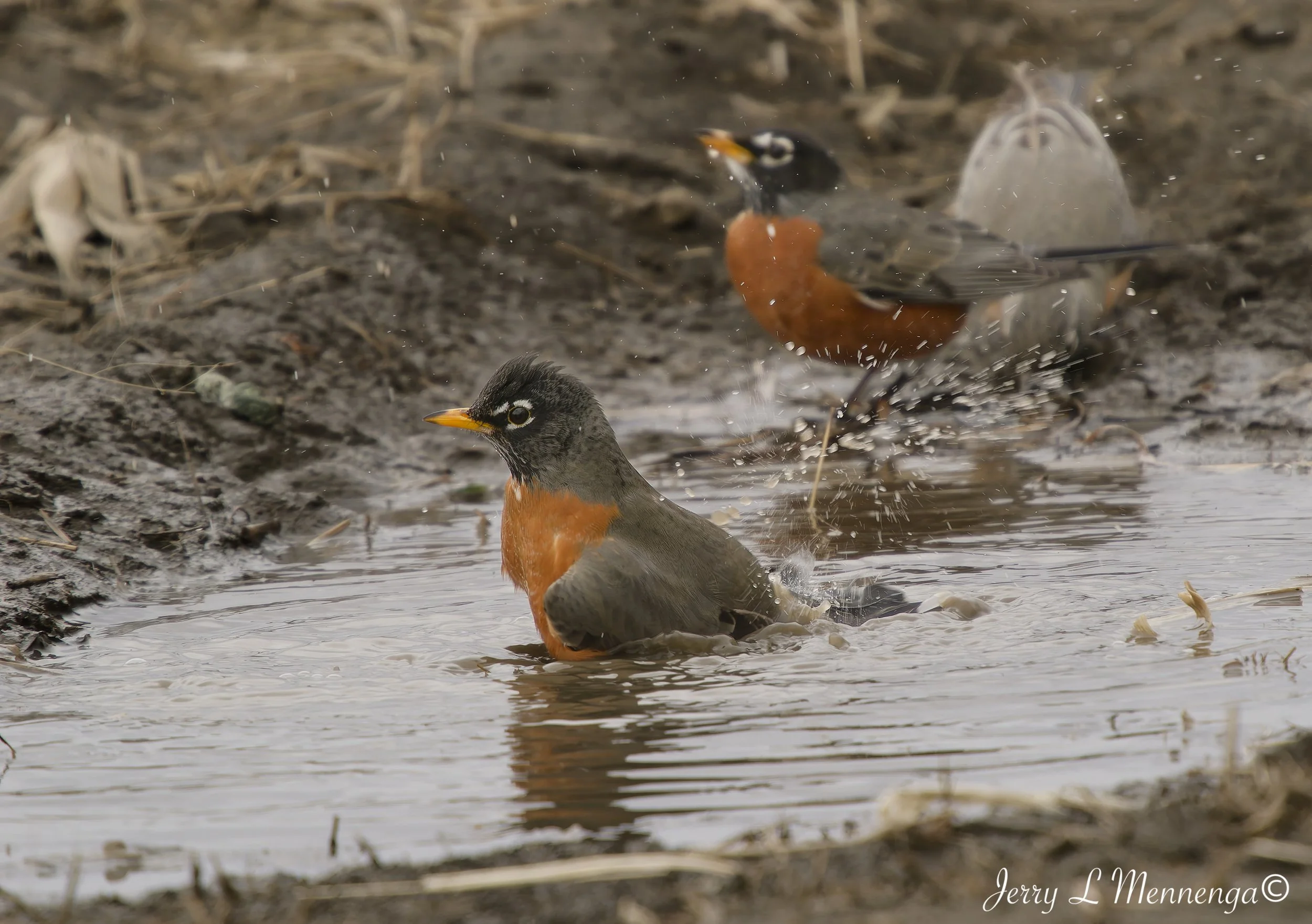 Birds Rural Monona County 2026 03-12_0264_DxO.jpg