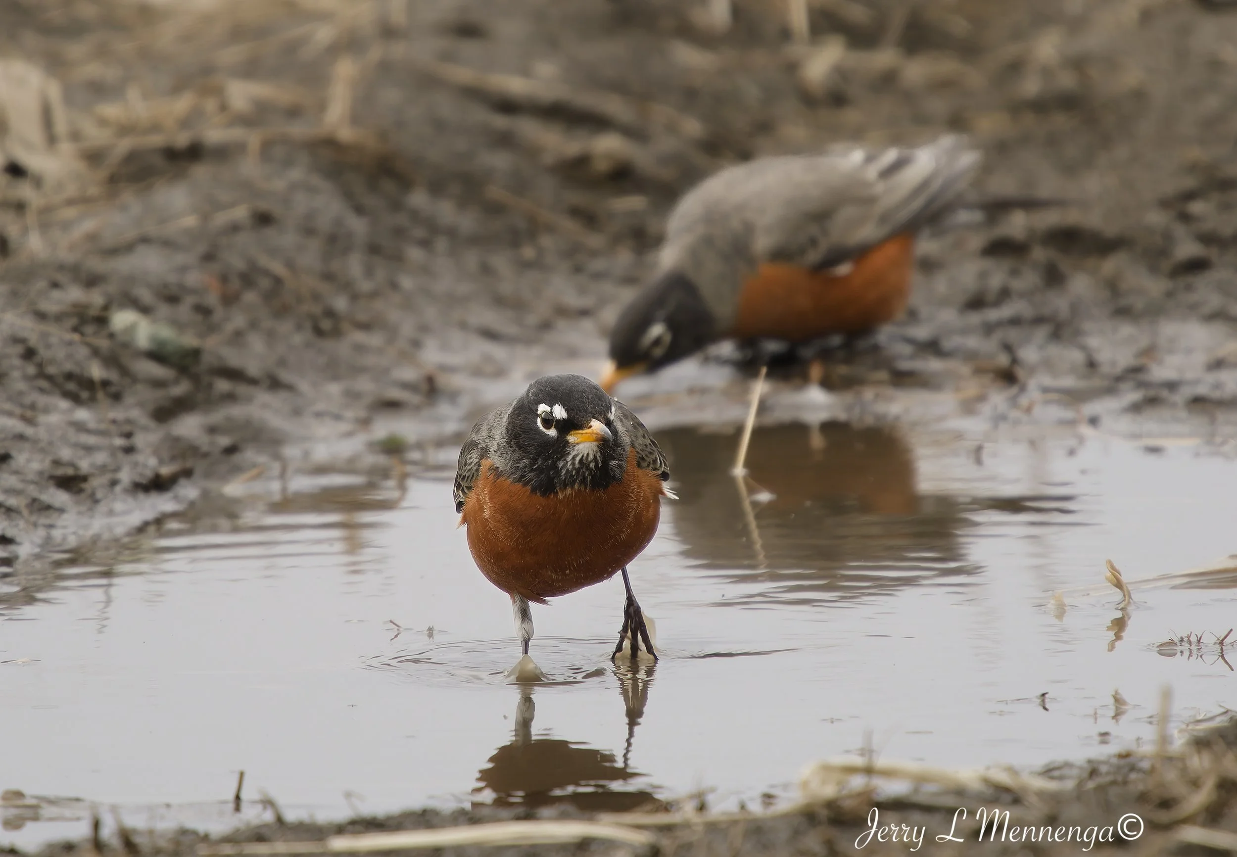 Birds Rural Monona County 2026 03-12_0322_DxO.jpg