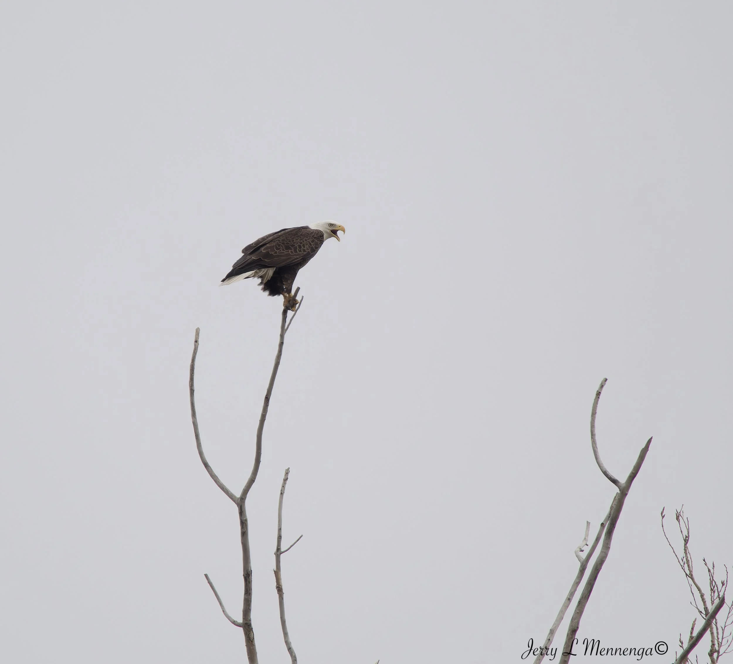 Birds Rural Monona County 2026 03-12_0353_DxO.jpg