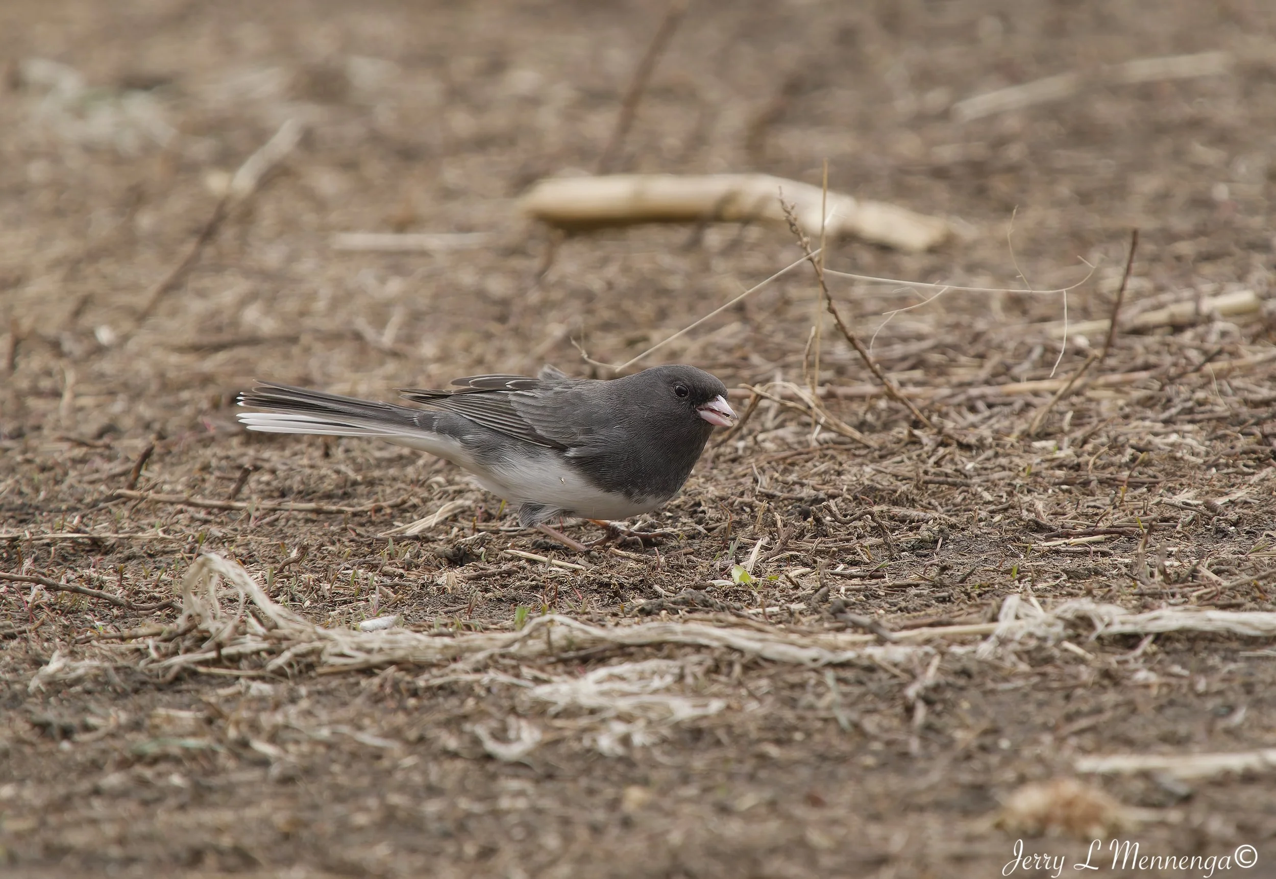 Birds Rural Monona County 2026 03-12_0685_DxO.jpg