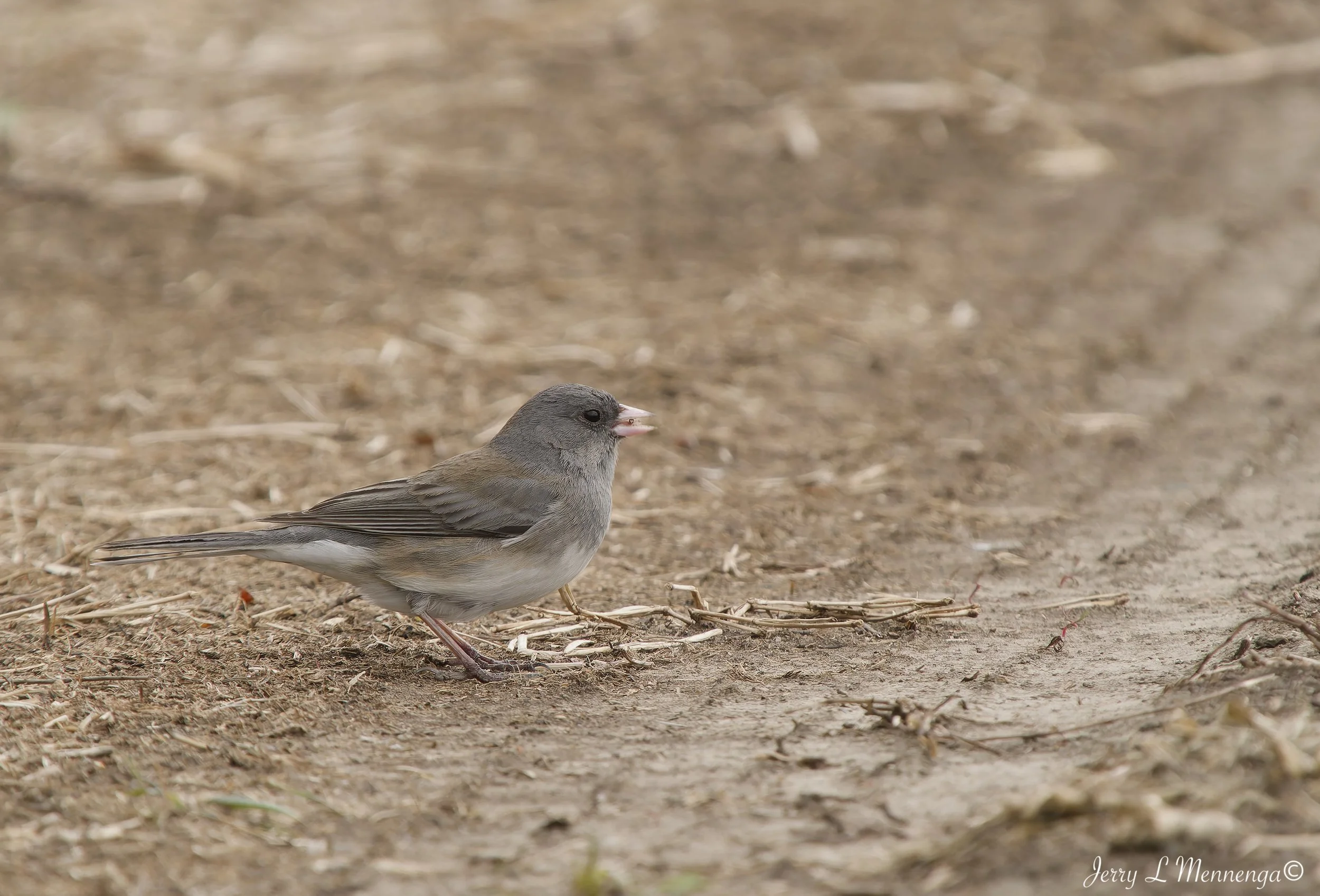 Birds Rural Monona County 2026 03-12_0724_DxO.jpg