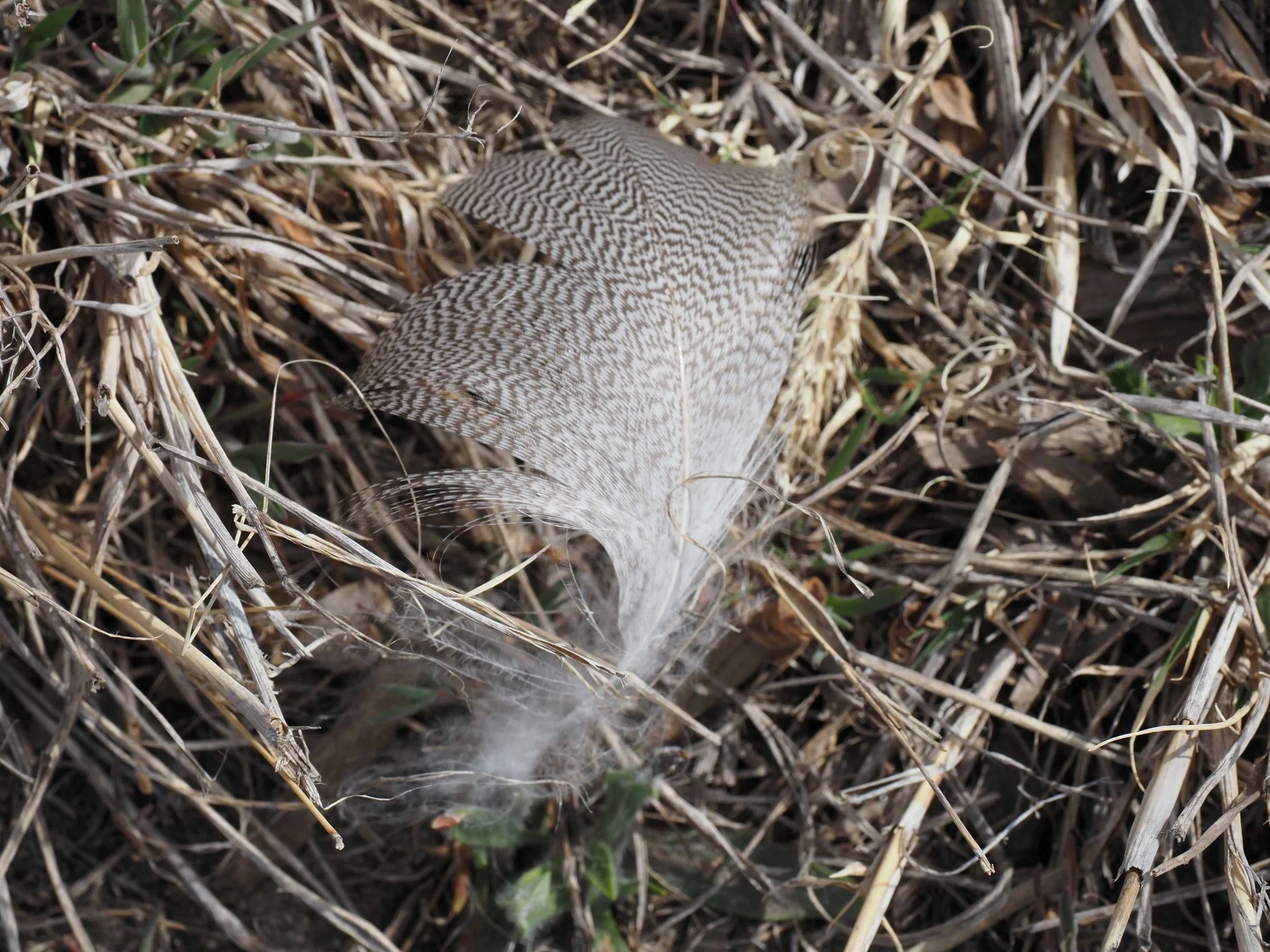 Feather 1.JPG