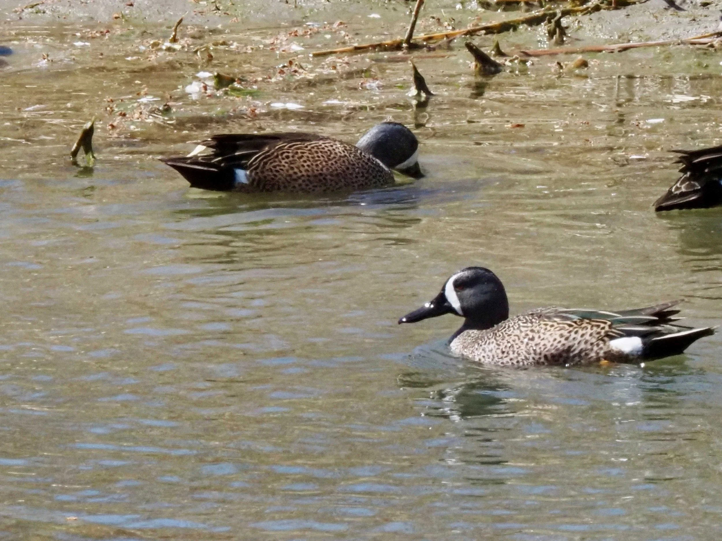 Blue winged Teal 1.jpg