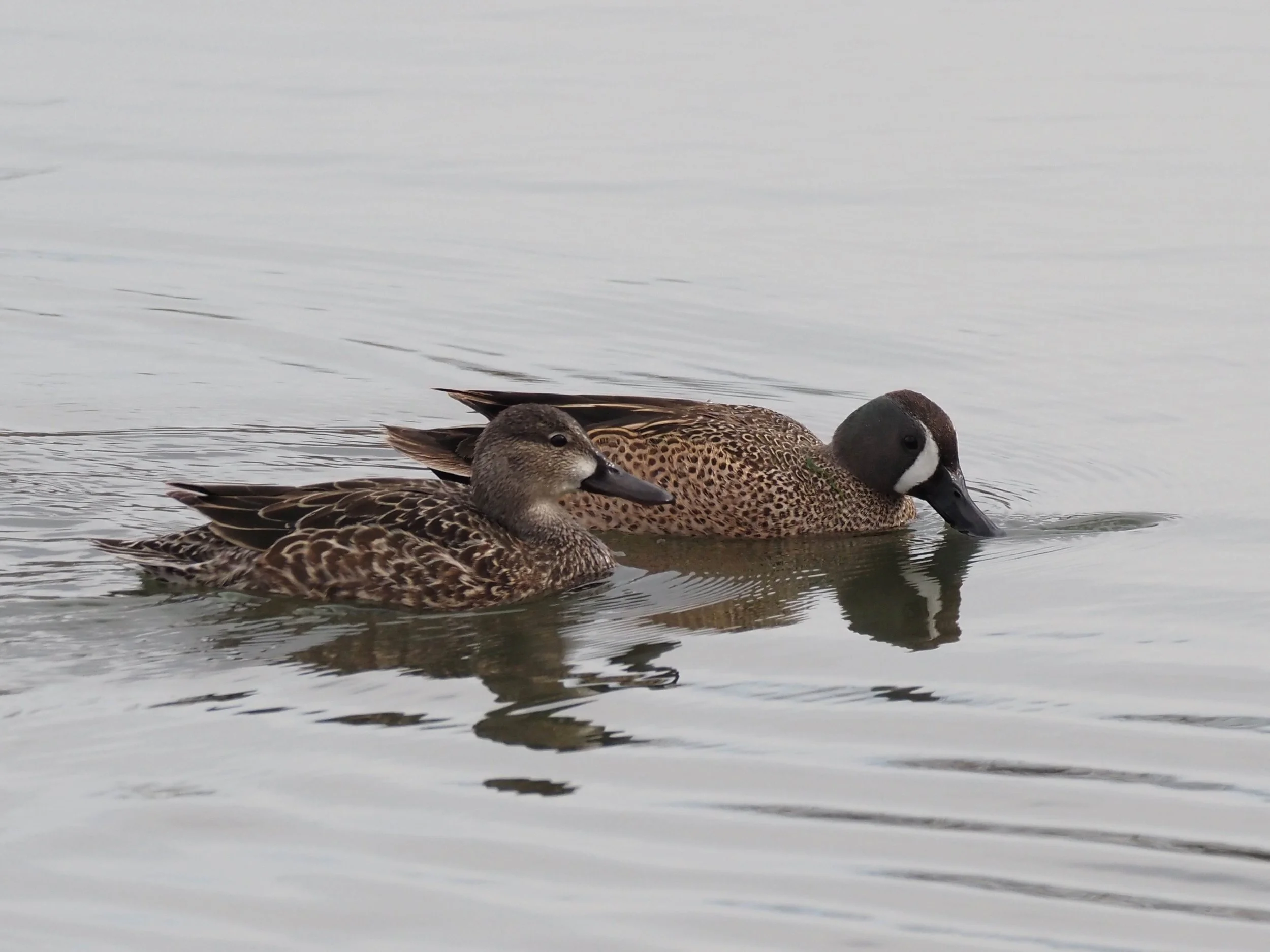 Blue winged Teal 2.JPG