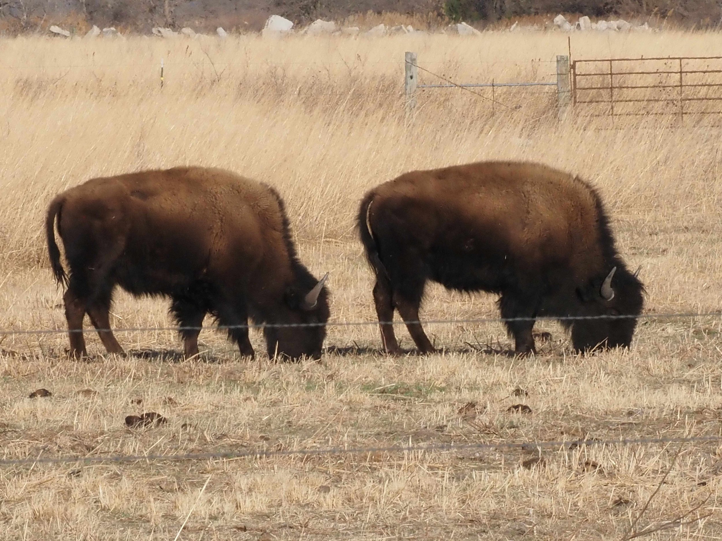 Buffalo at Crane Trust.JPG