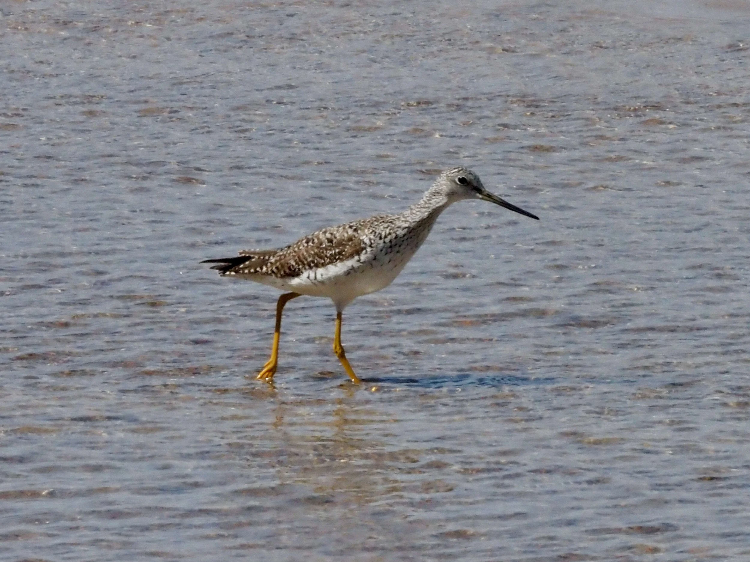 Yellow legs.jpg