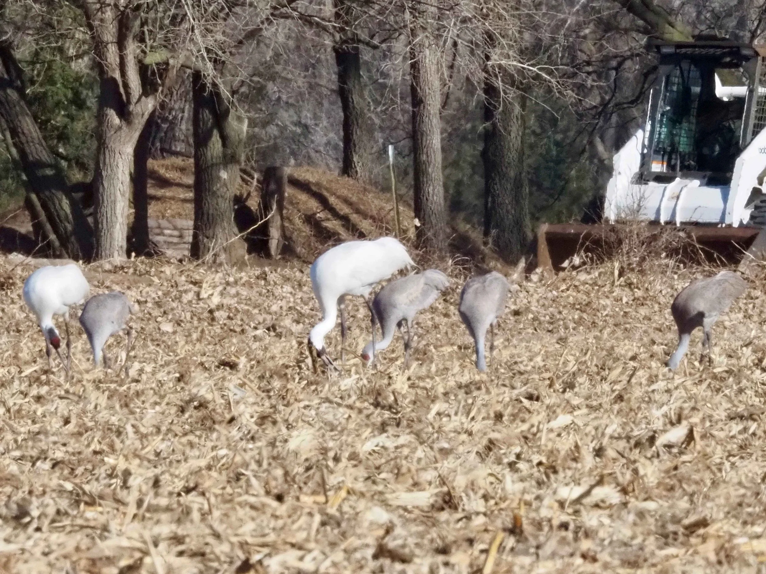 Whooping Cranes 3.jpg