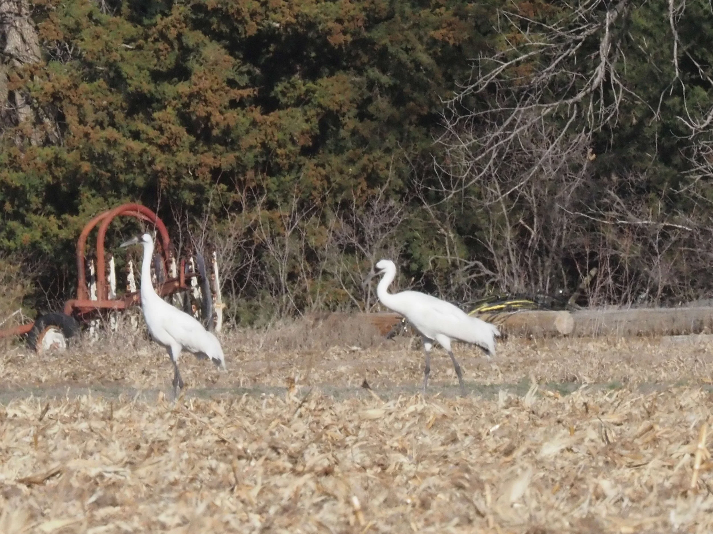 Whooping Cranes.JPG