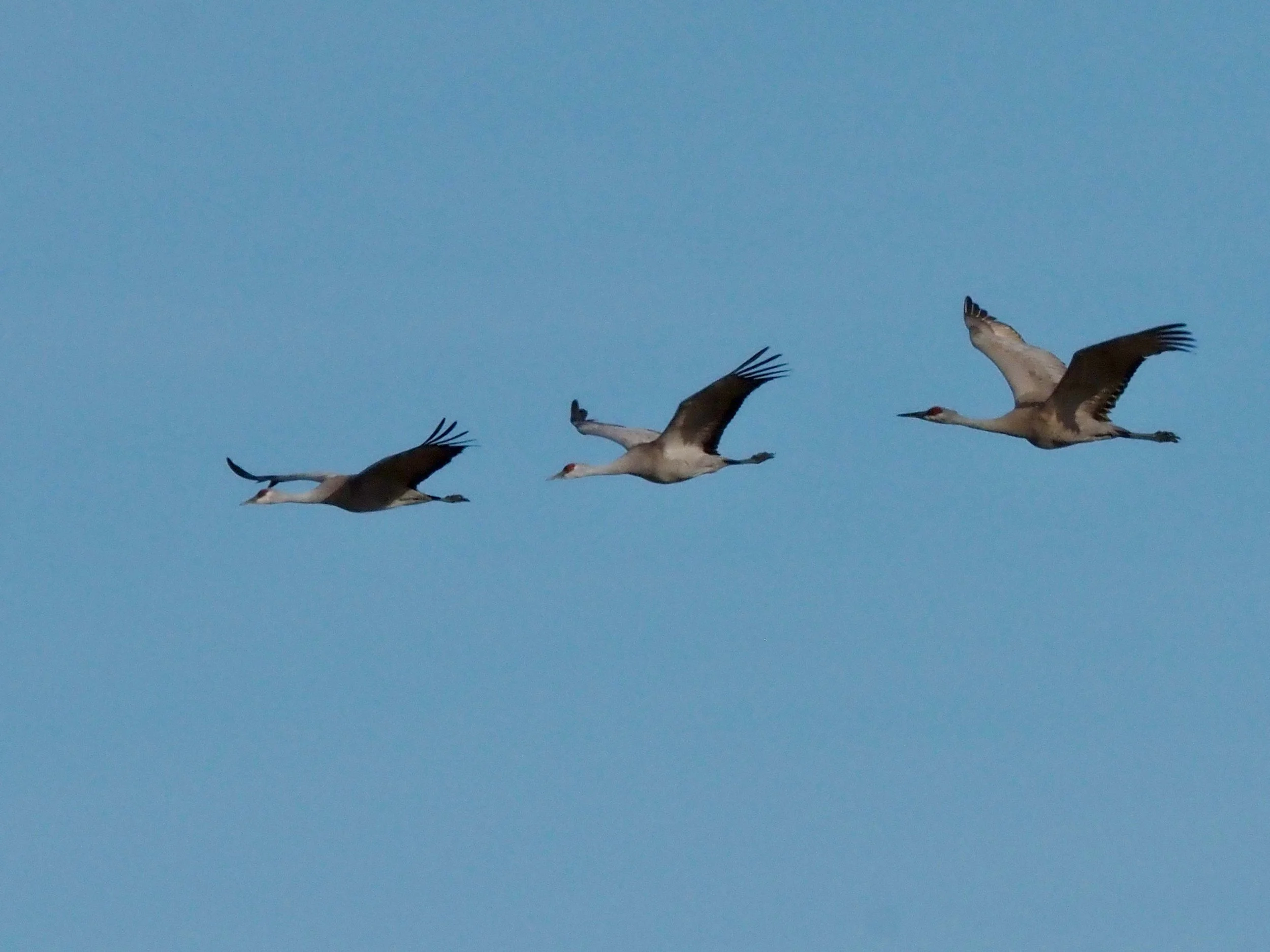 Cranes flying 2.jpg