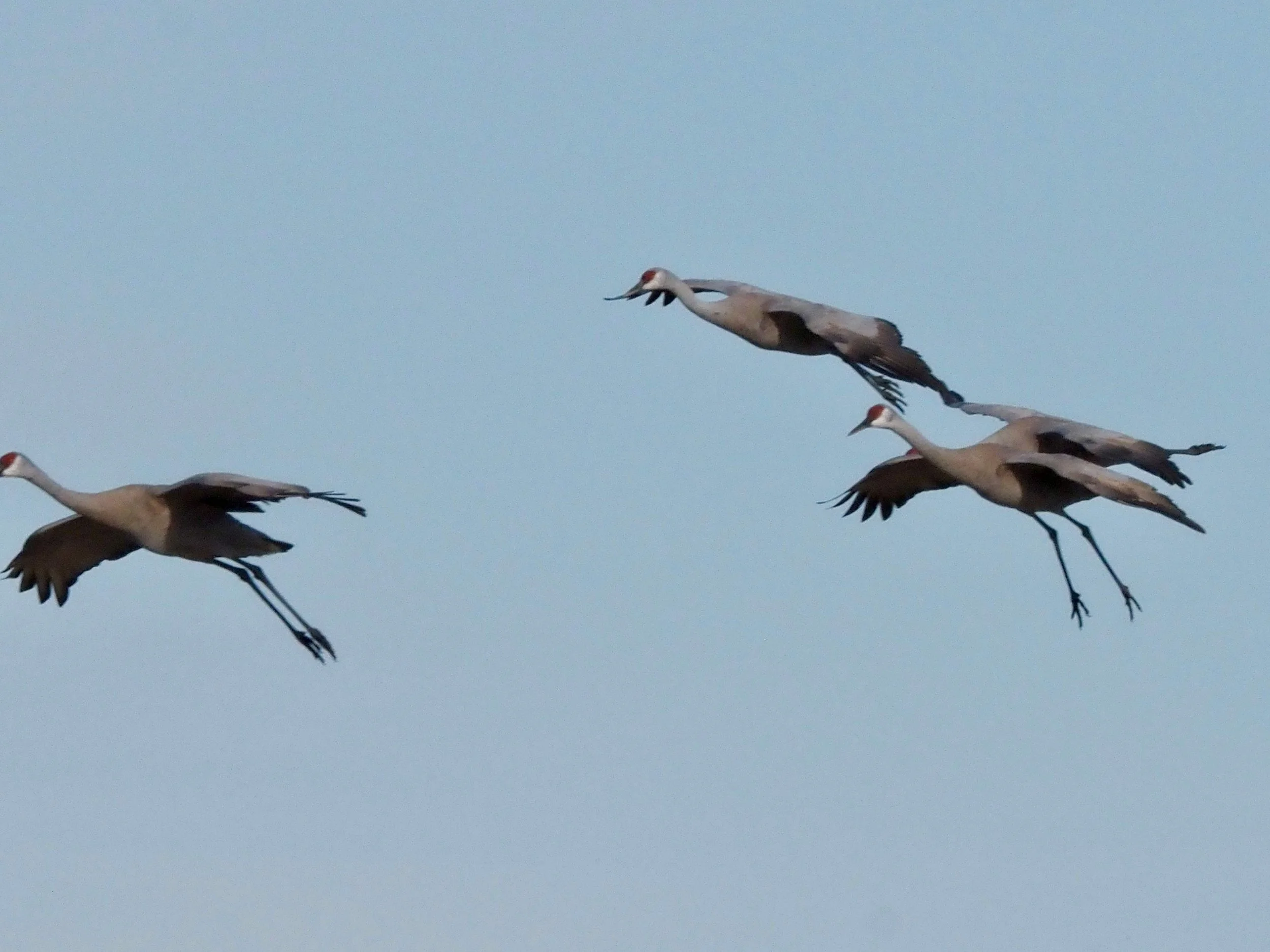 Cranes flying 3.jpg