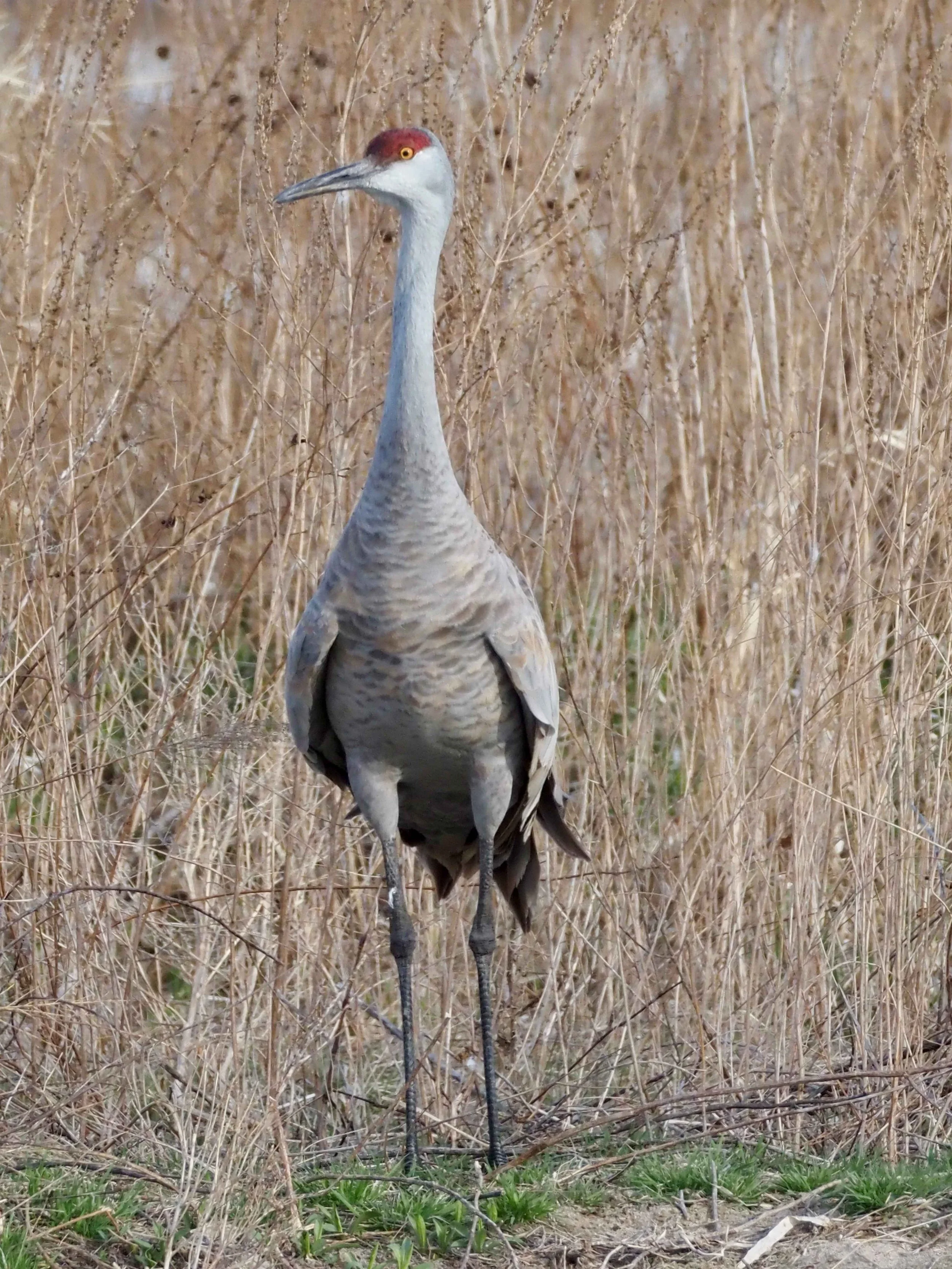 Crane standing 2.jpg