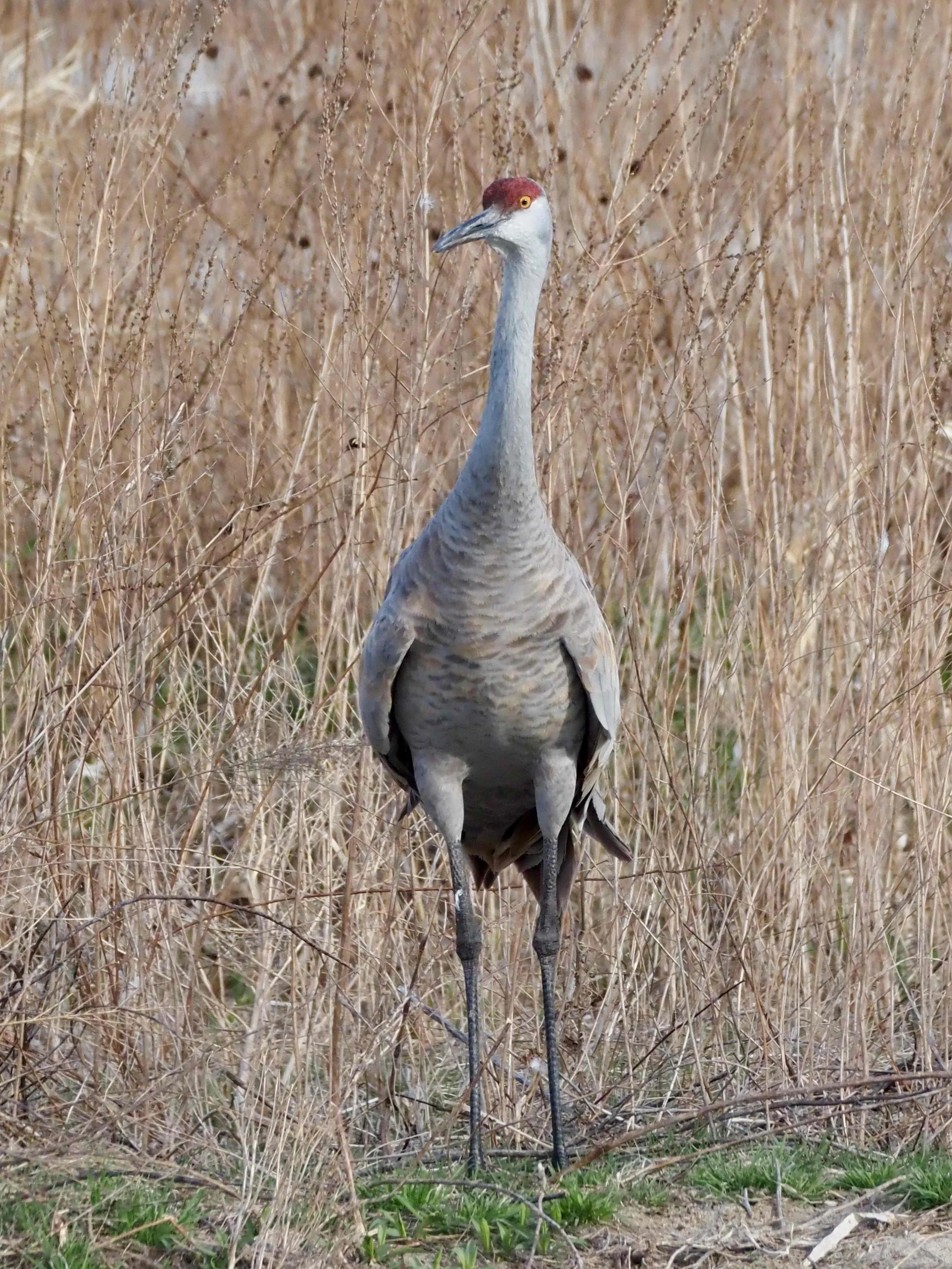 Crane standing.jpg