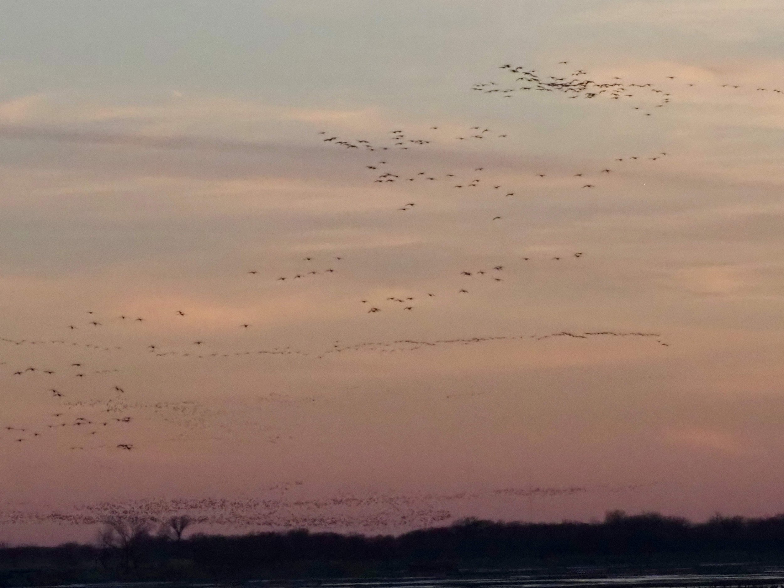 Cranes skyfull 2.jpg