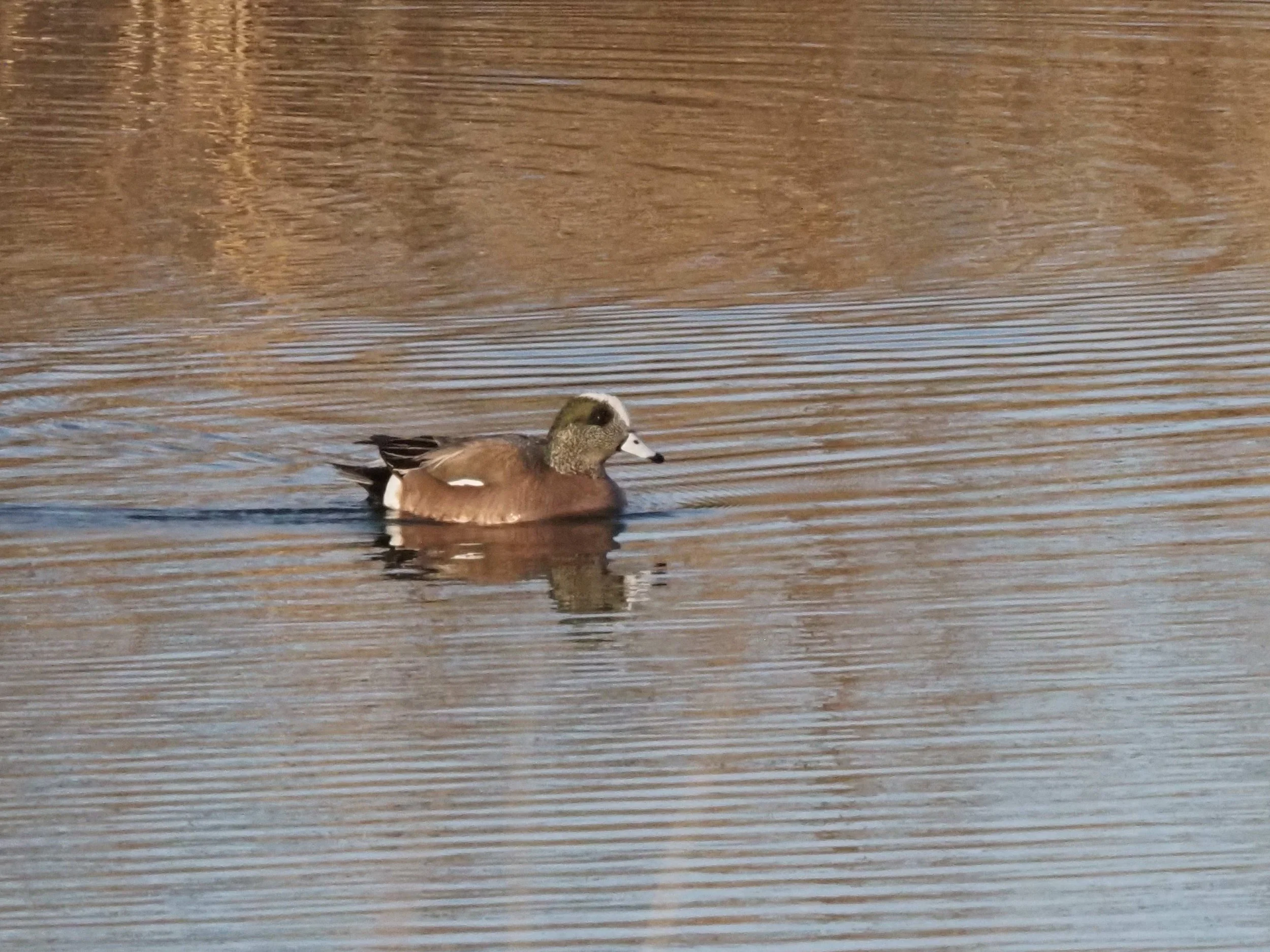 Green winged Teal.JPG