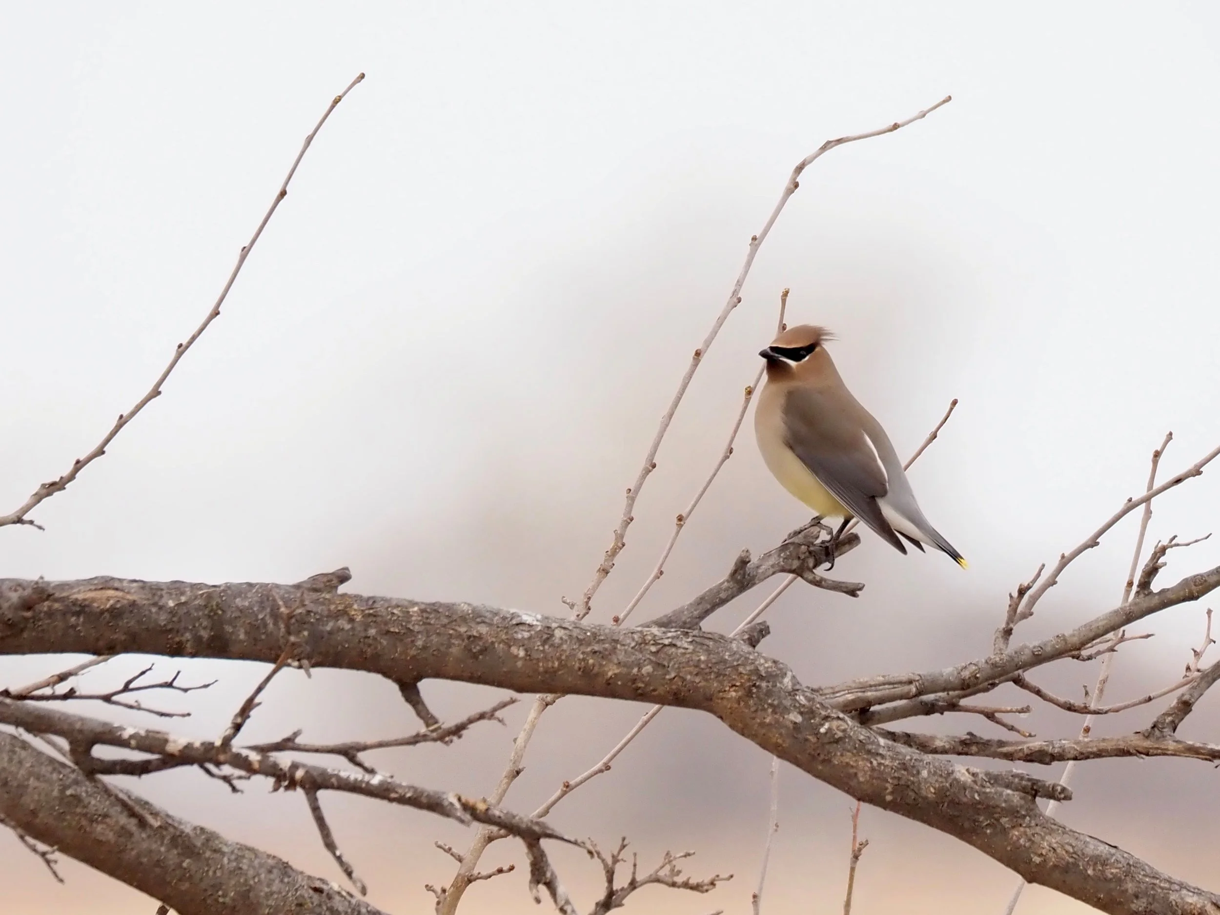 Cedar Waxwing 2.jpg
