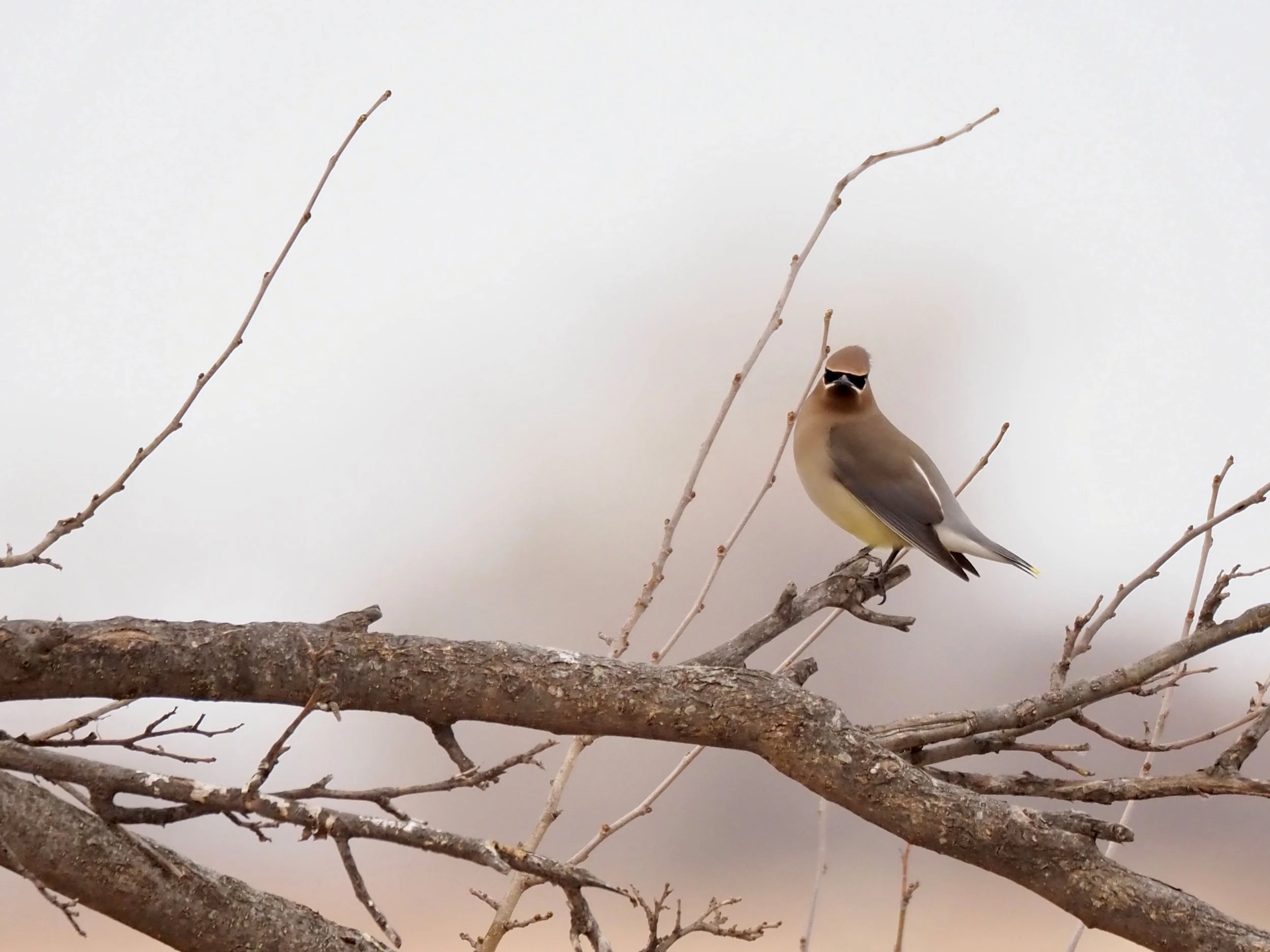 Cedar Waxwings.jpg