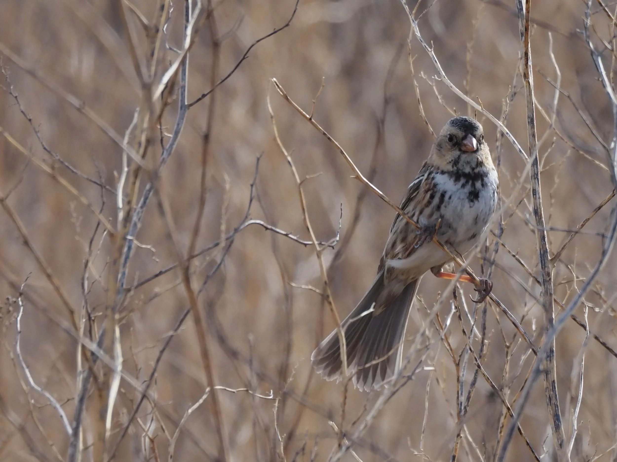 Harris Sparrow 1.JPG