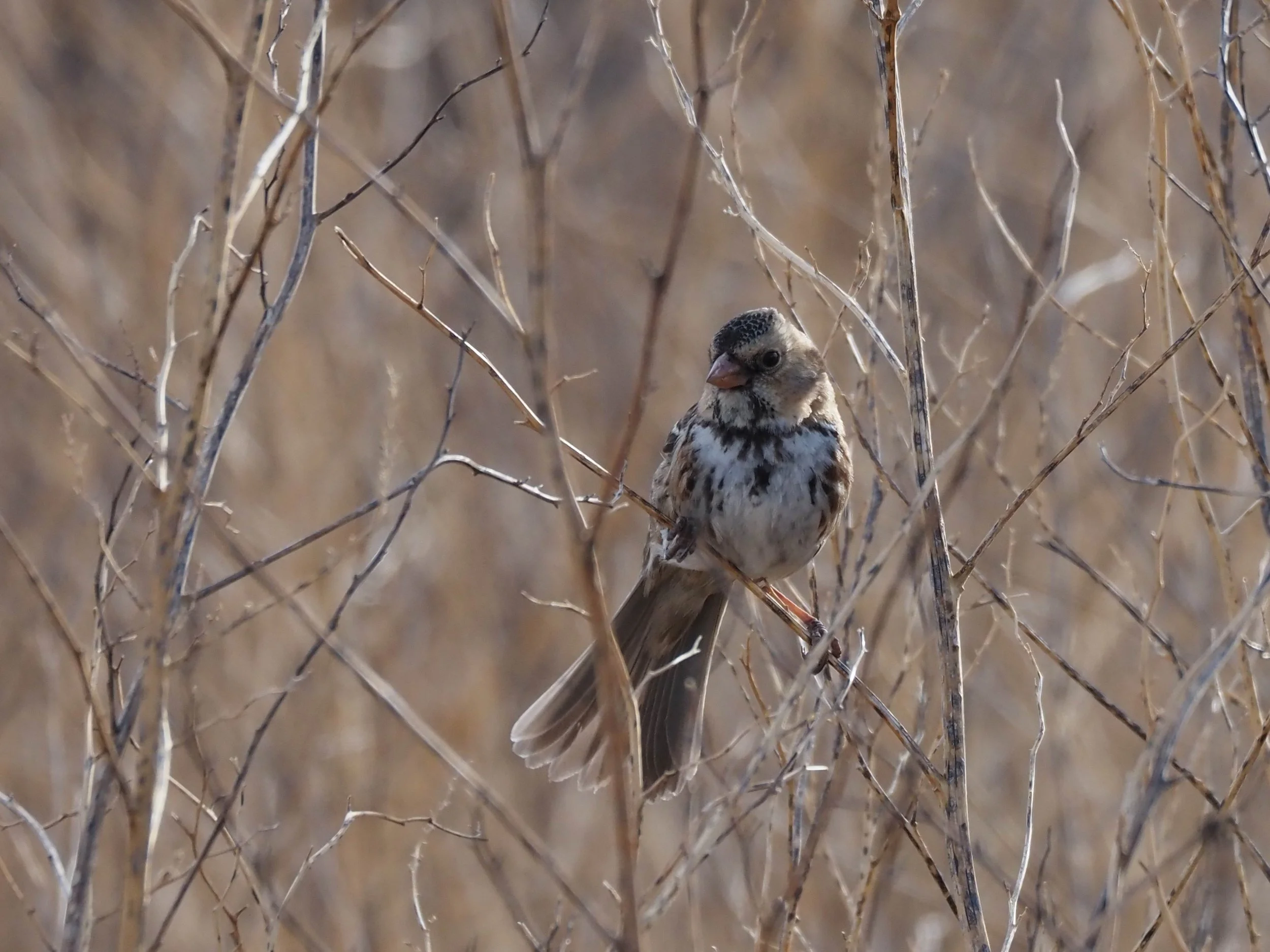 Harris Sparrow 2.JPG