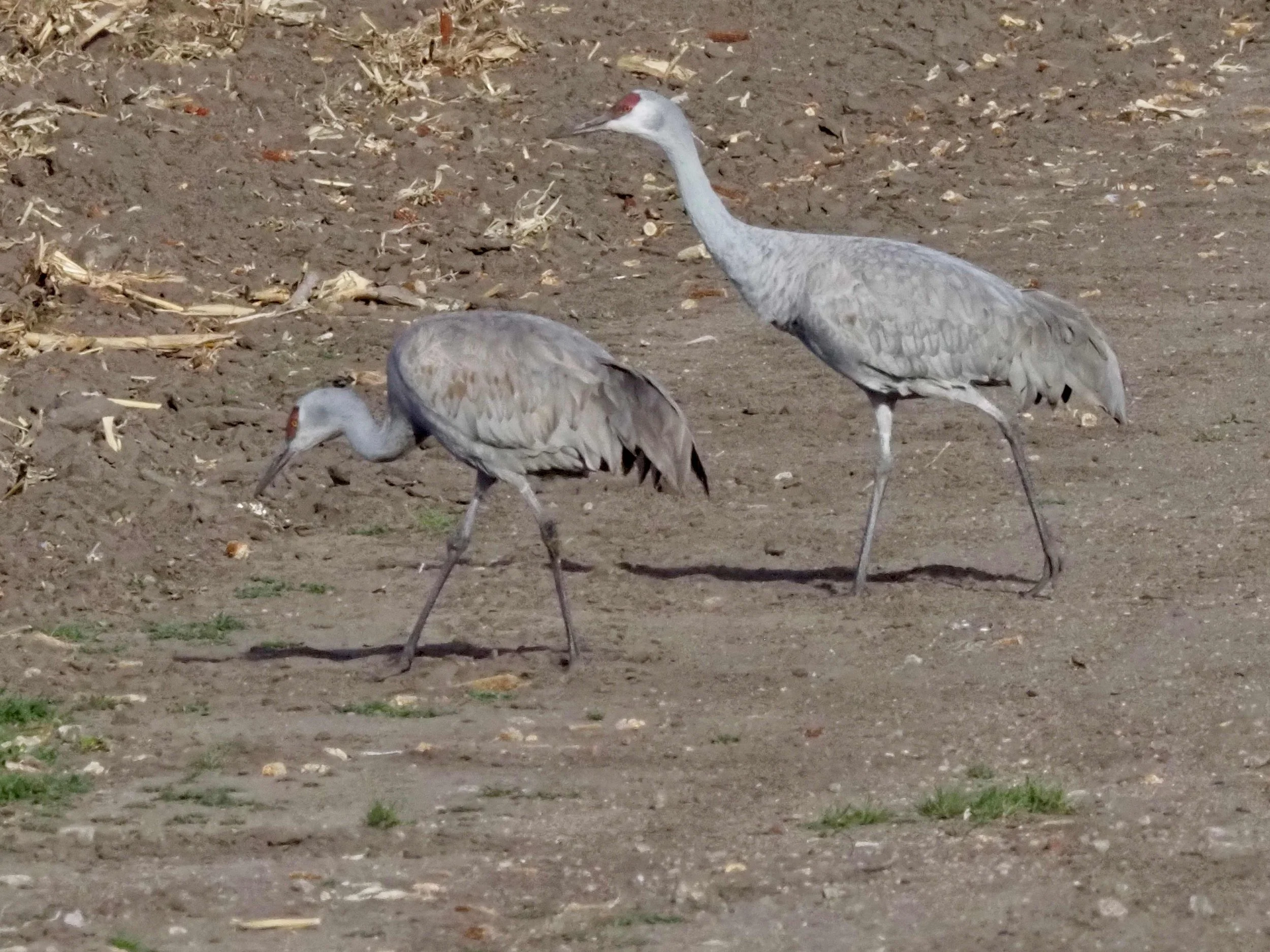 Sandhill Cranes in field.jpg
