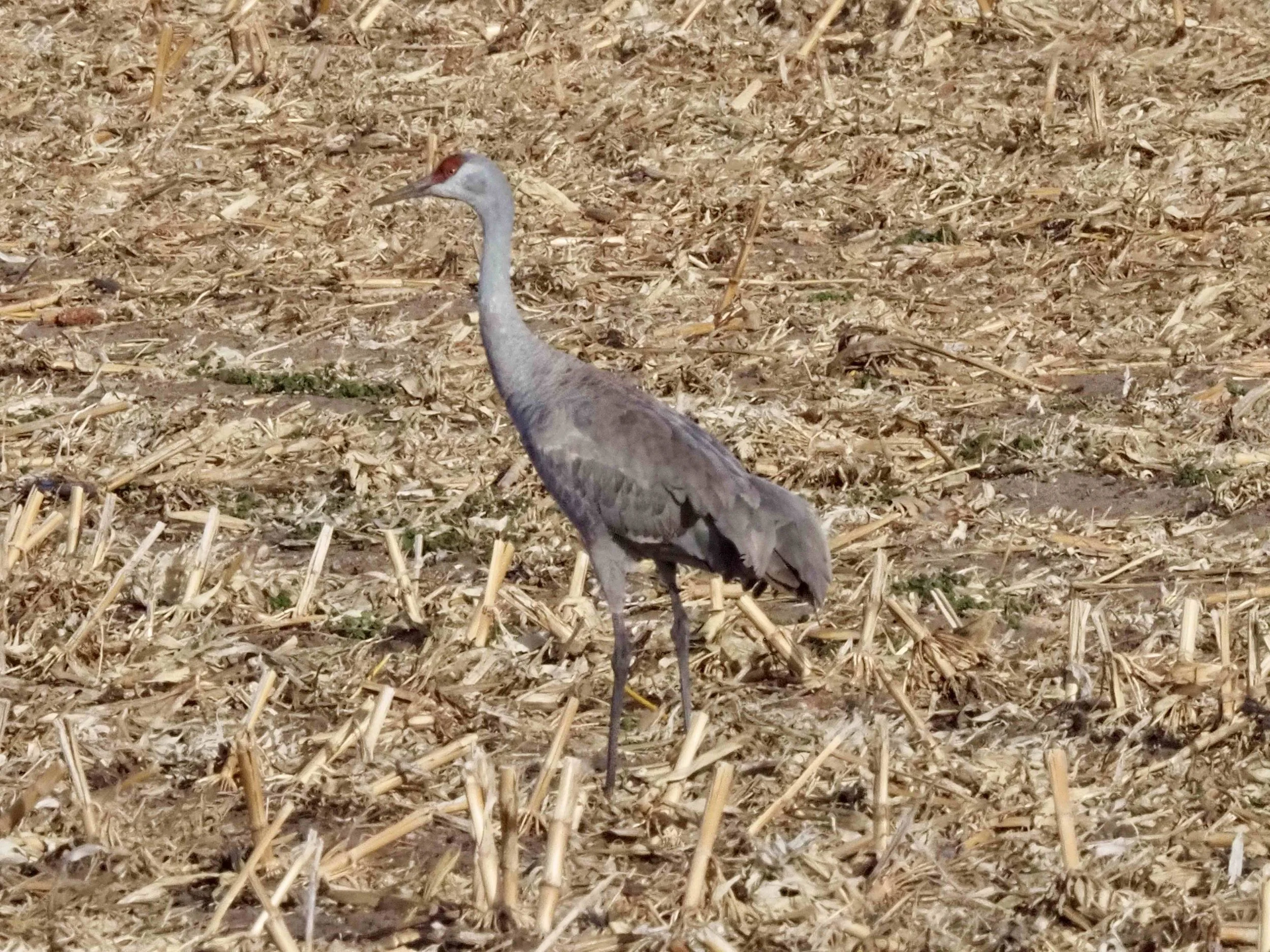 Sandhill Cranes.jpg