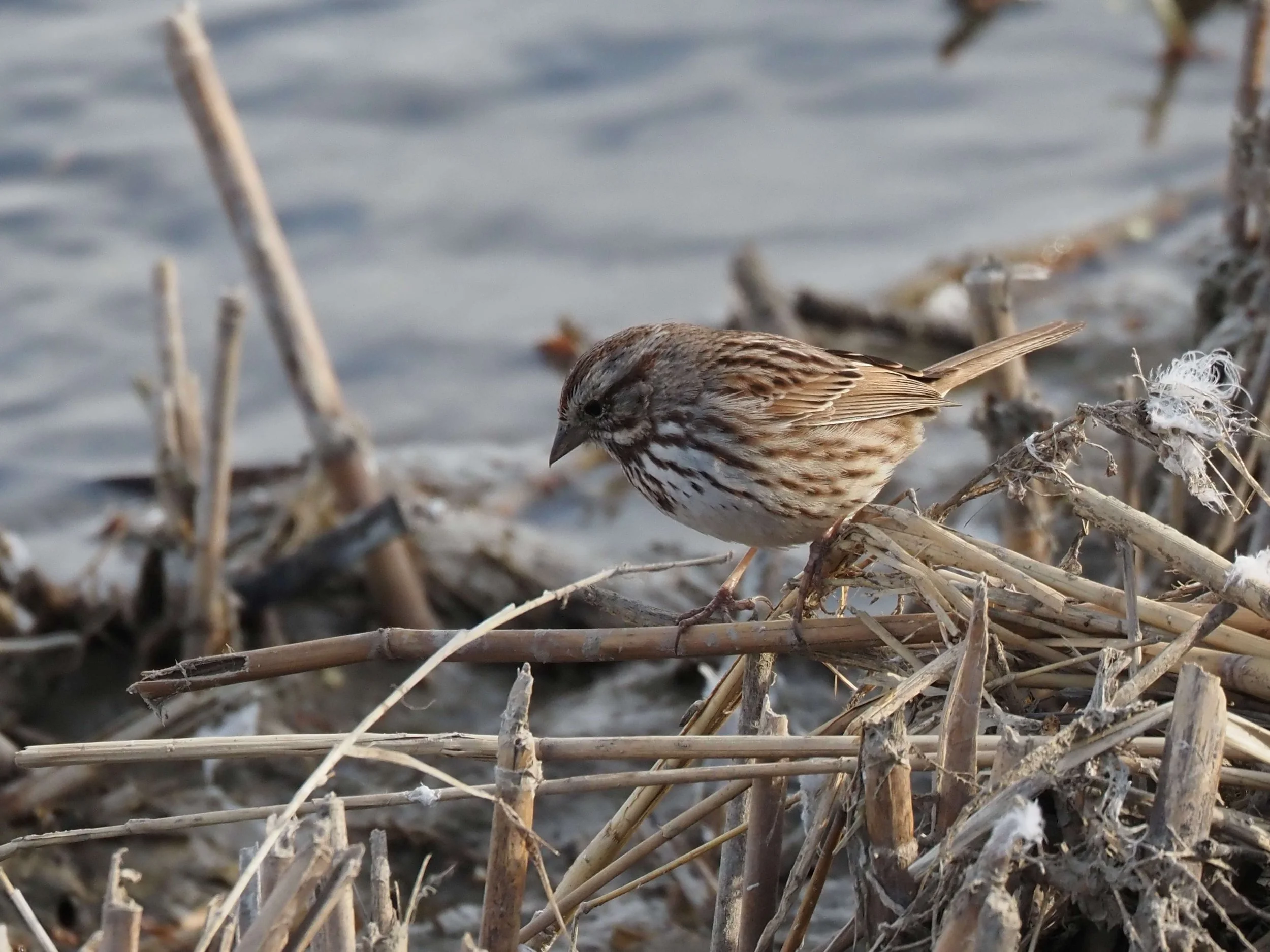 Song Sparrow.JPG