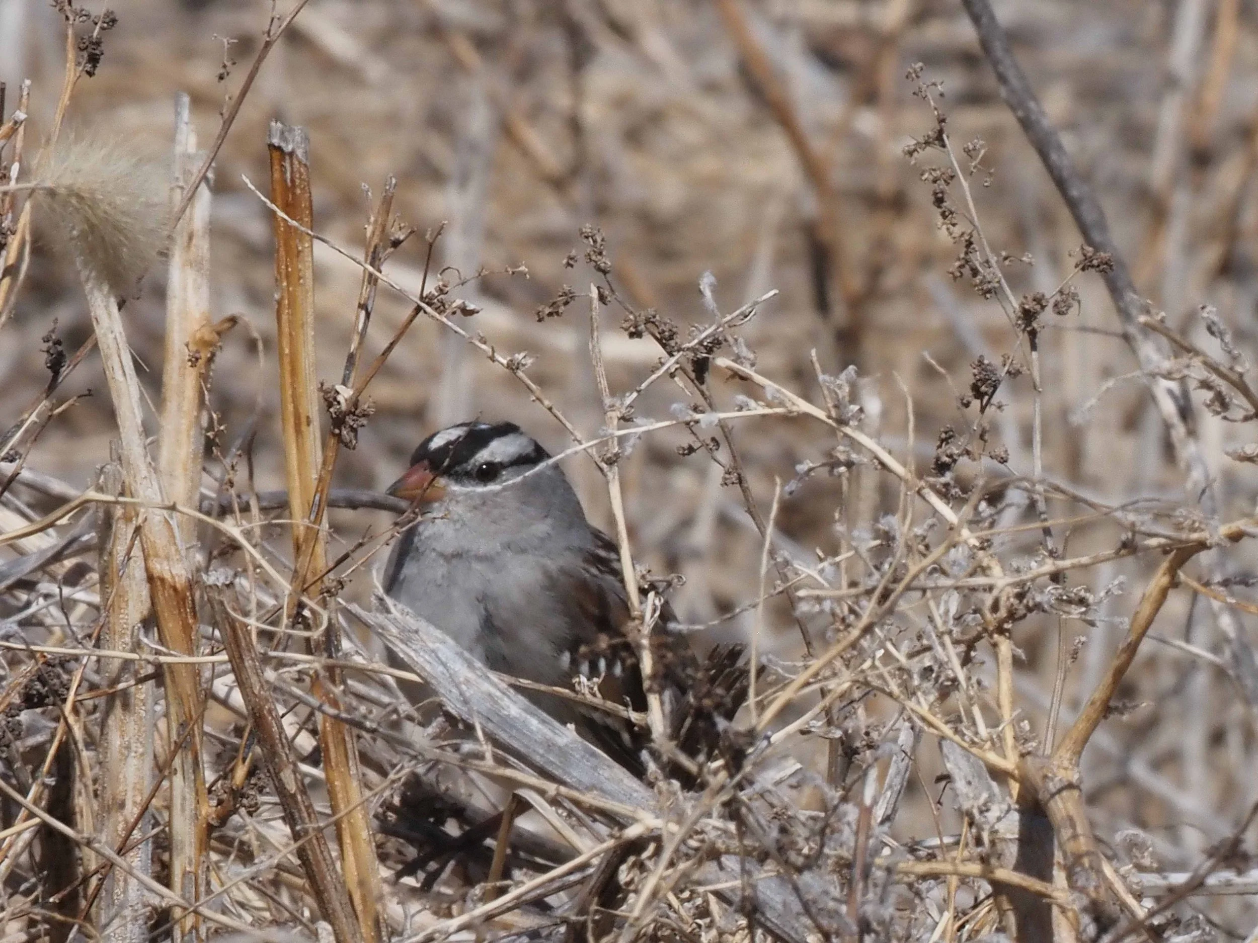 White crowned Sparrow.JPG
