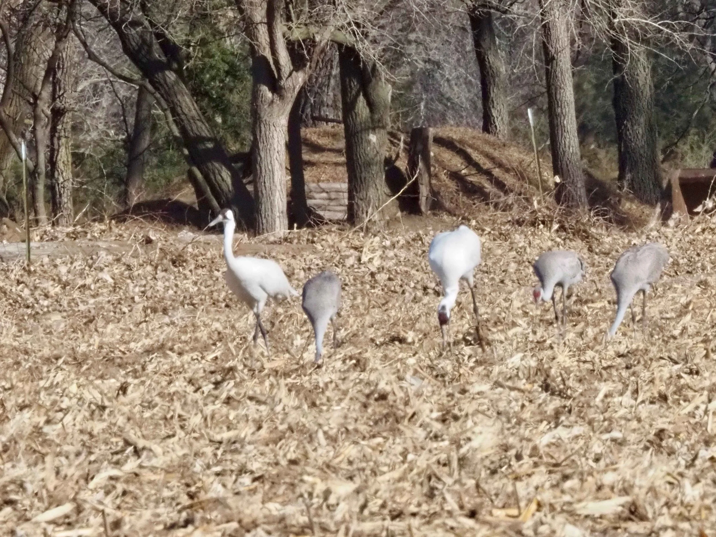 Whooping Cranes 2.jpg