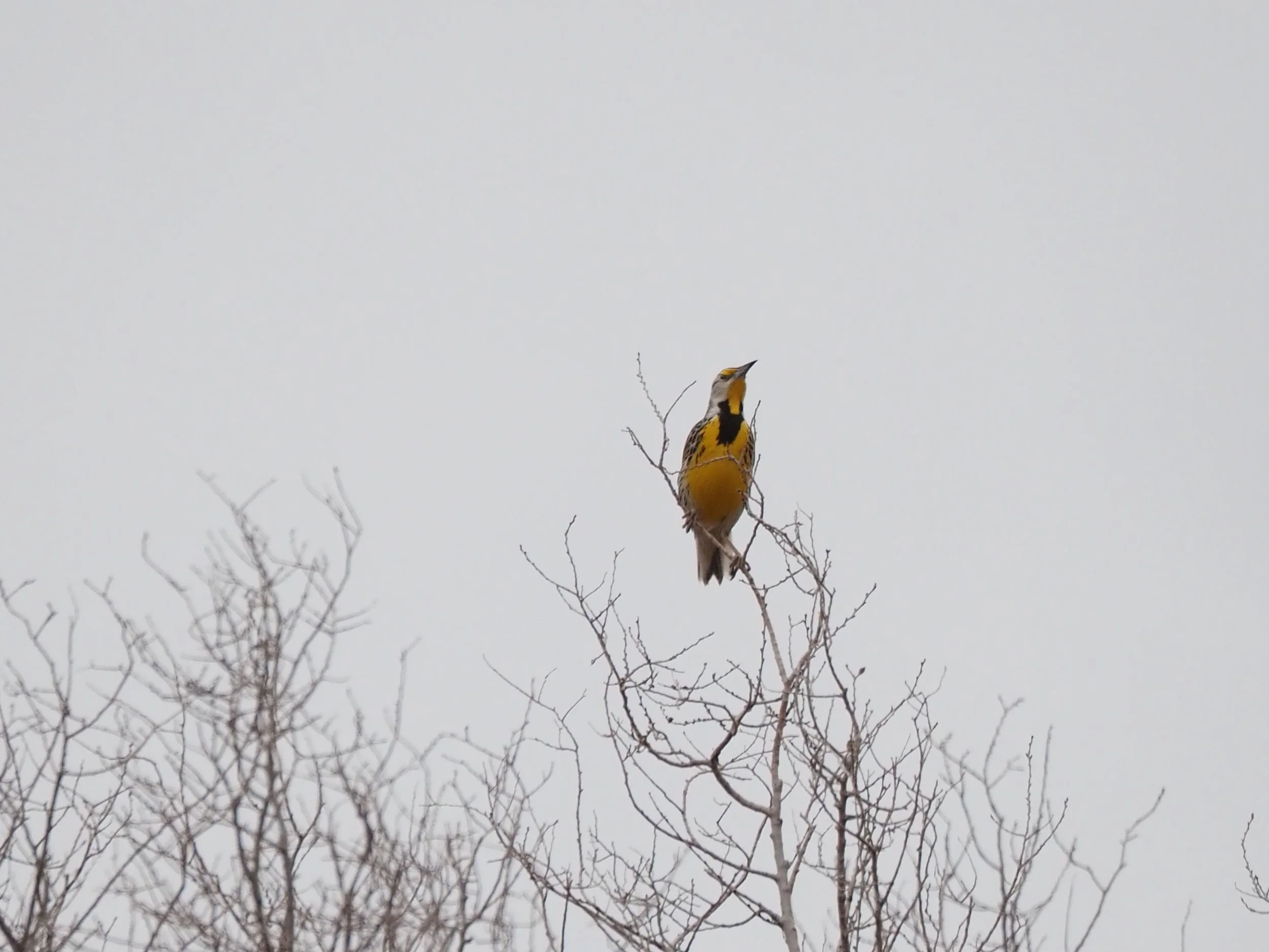 Meadowlark 1.JPG