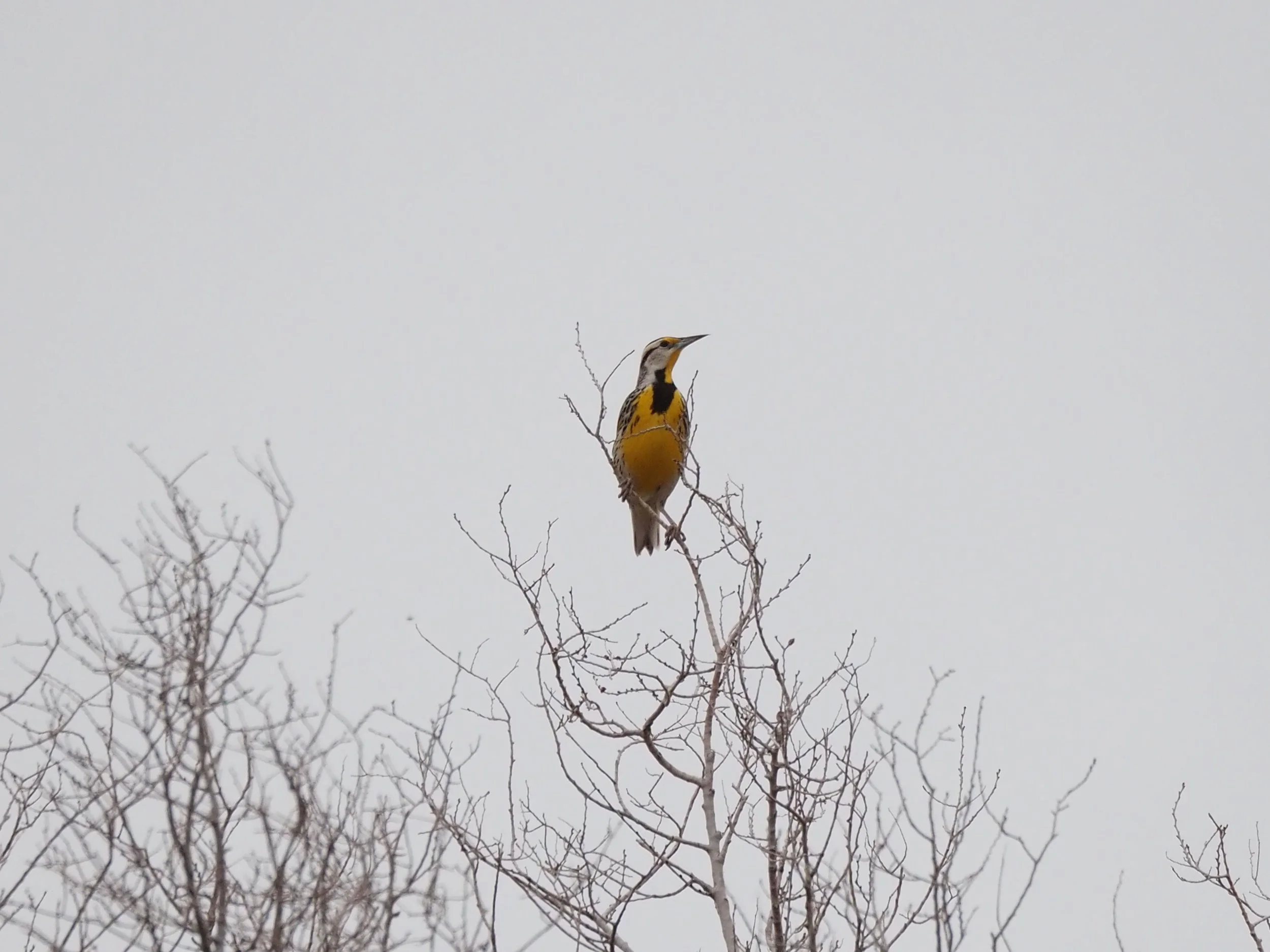 Meadowlark 2.JPG