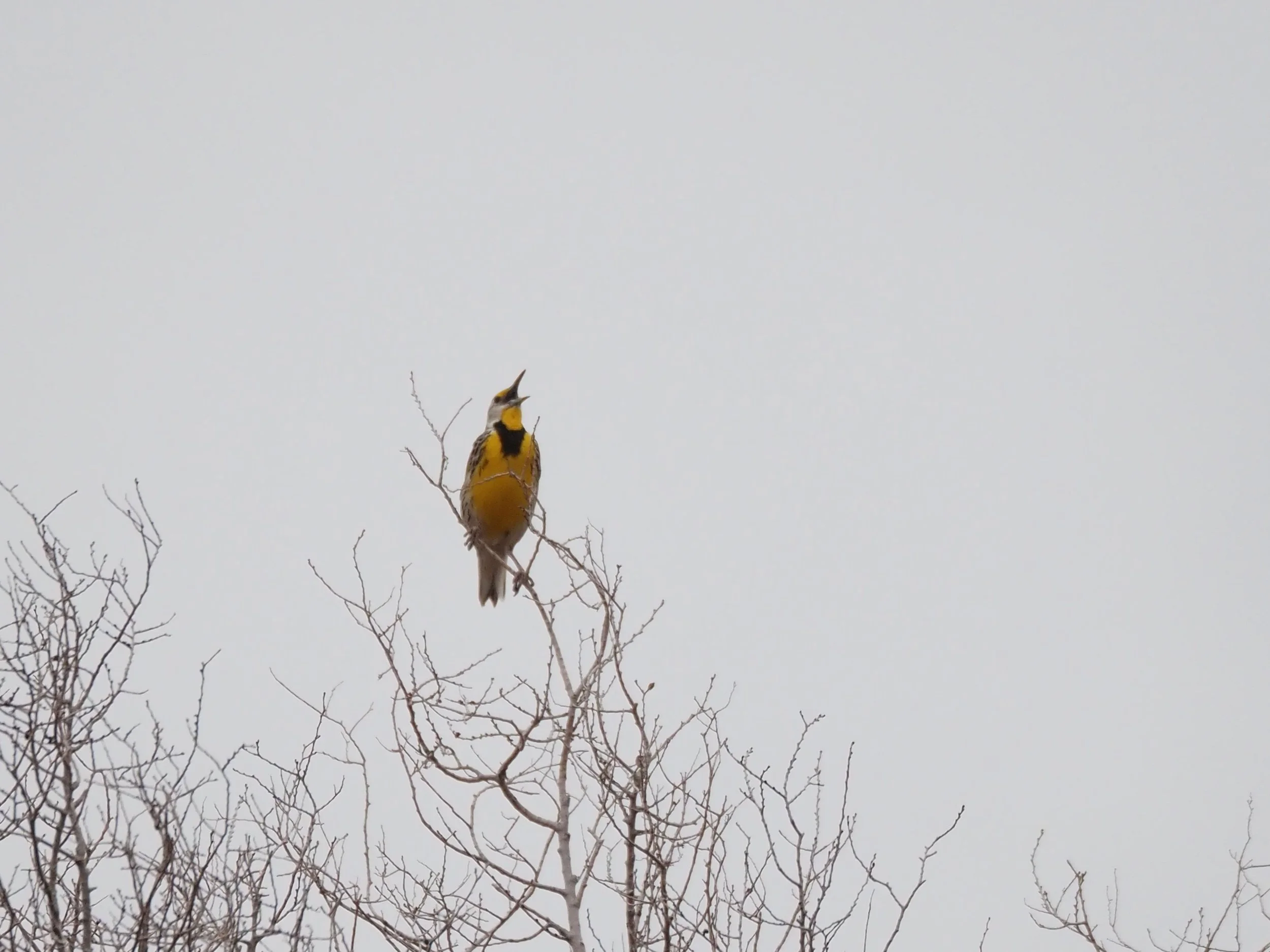 Meadowlark 3.JPG