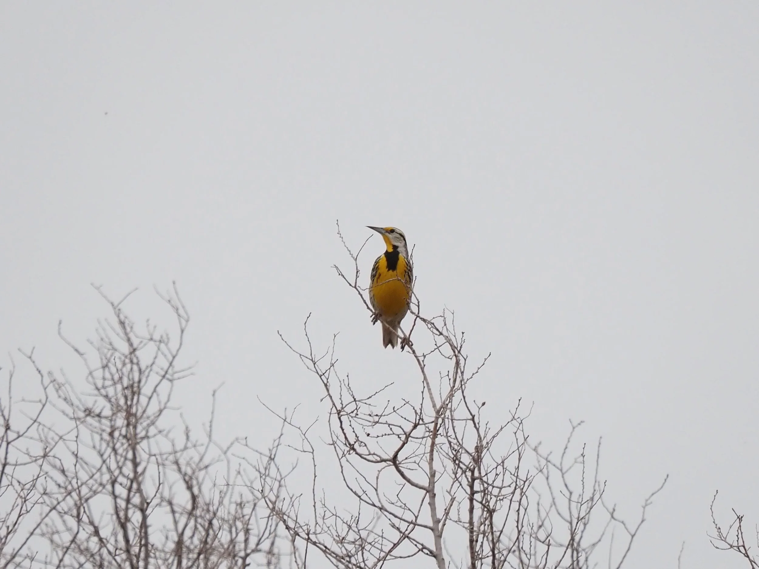 Meadowlark 4.JPG