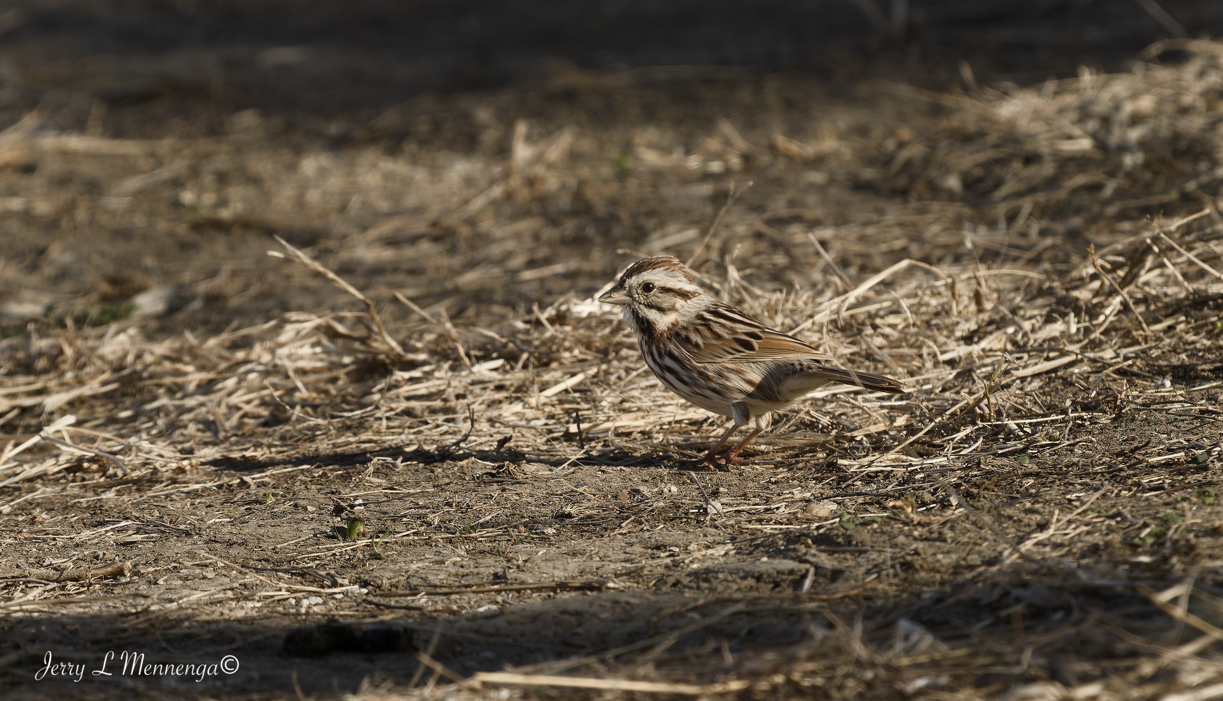 Birds Adams Homestead Nature 2026 03-30_0056_DxO.jpg
