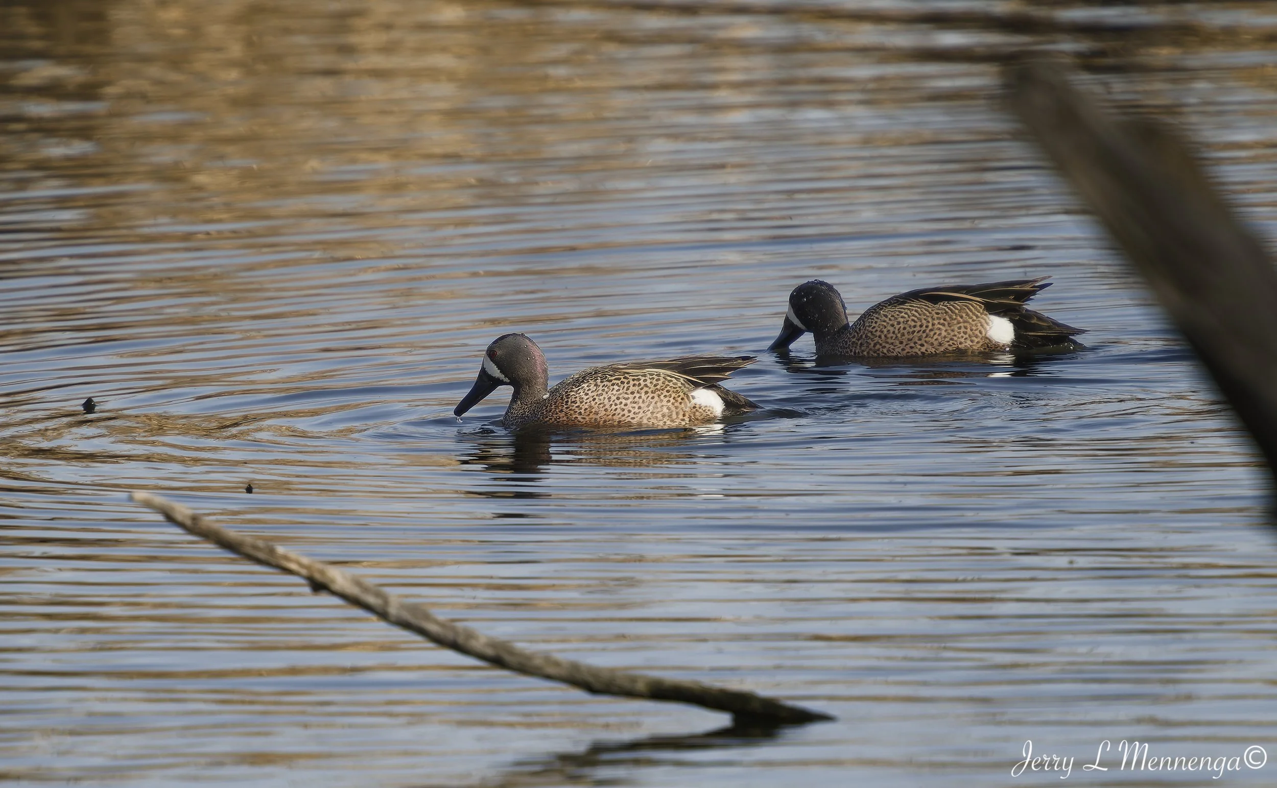 Birds Adams Homestead Nature 2026 03-30_0176_DxO.jpg