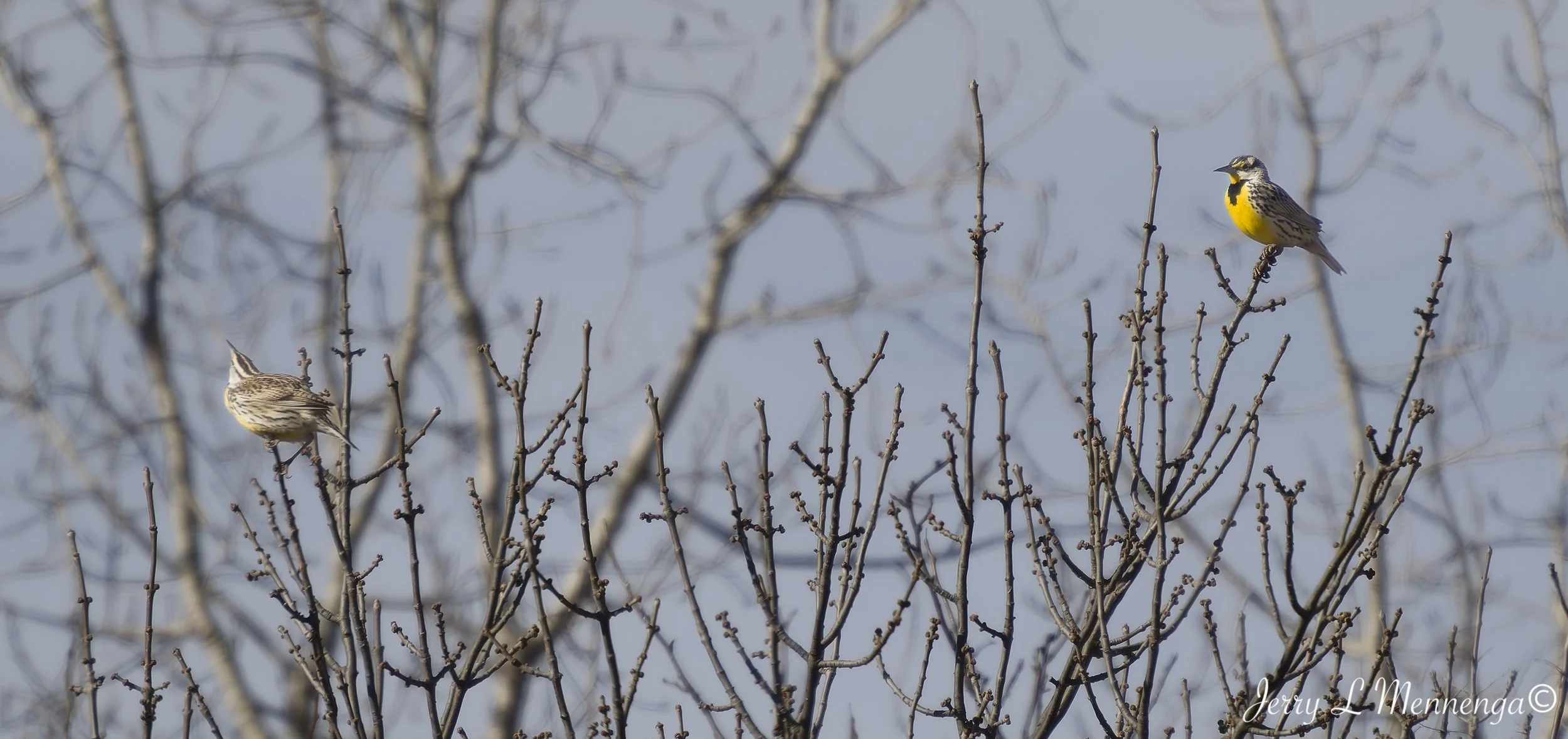 Birds Adams Homestead Nature 2026 03-30_0323_DxO.jpg