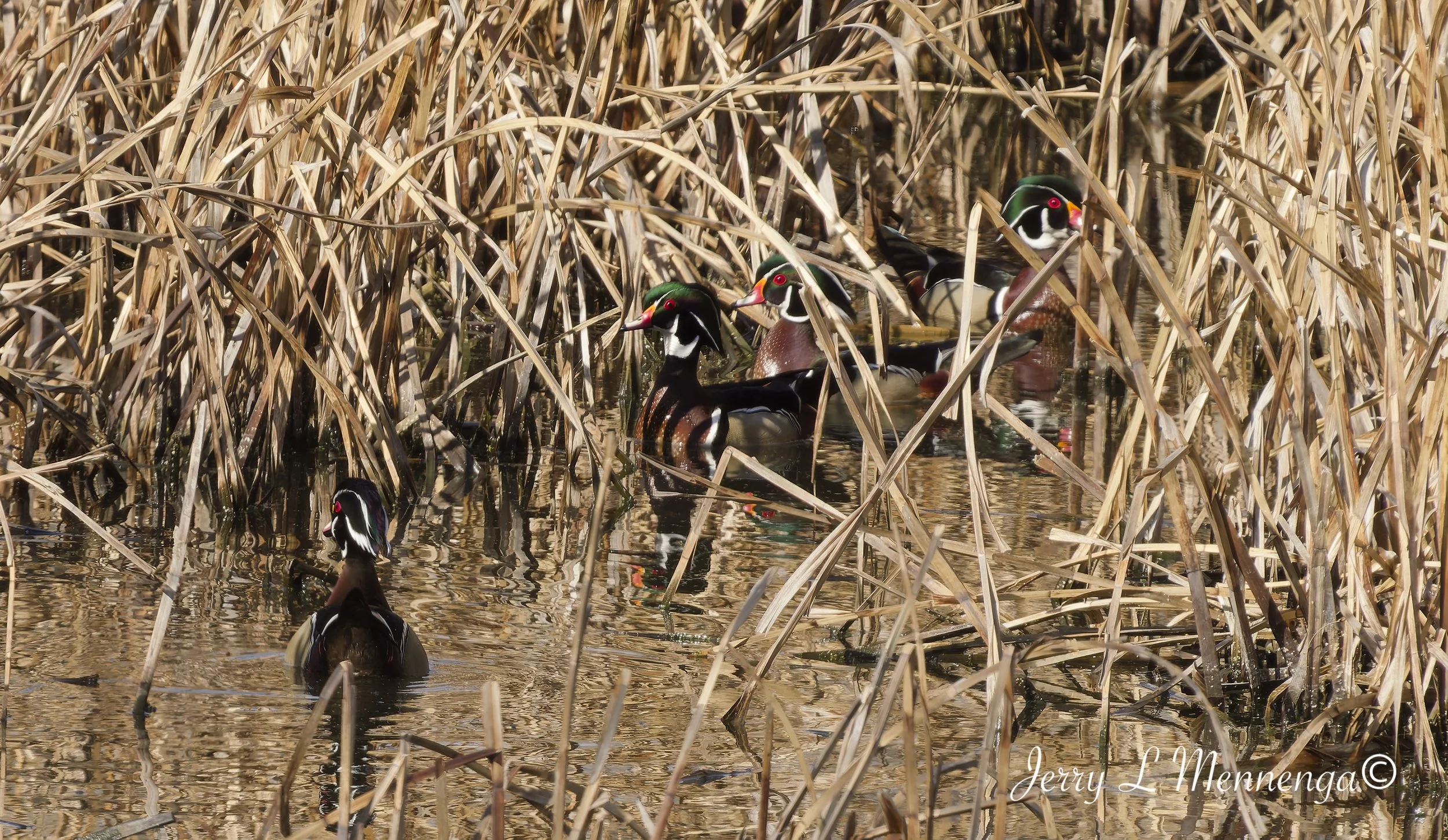Birds Adams Homestead Nature 2026 03-30_0425_DxO.jpg