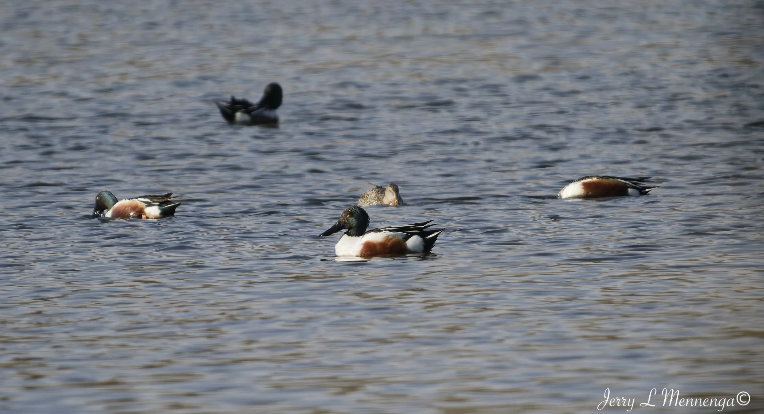 Birds Adams Homestead Nature 2026 03-30_0269_DxO.jpg