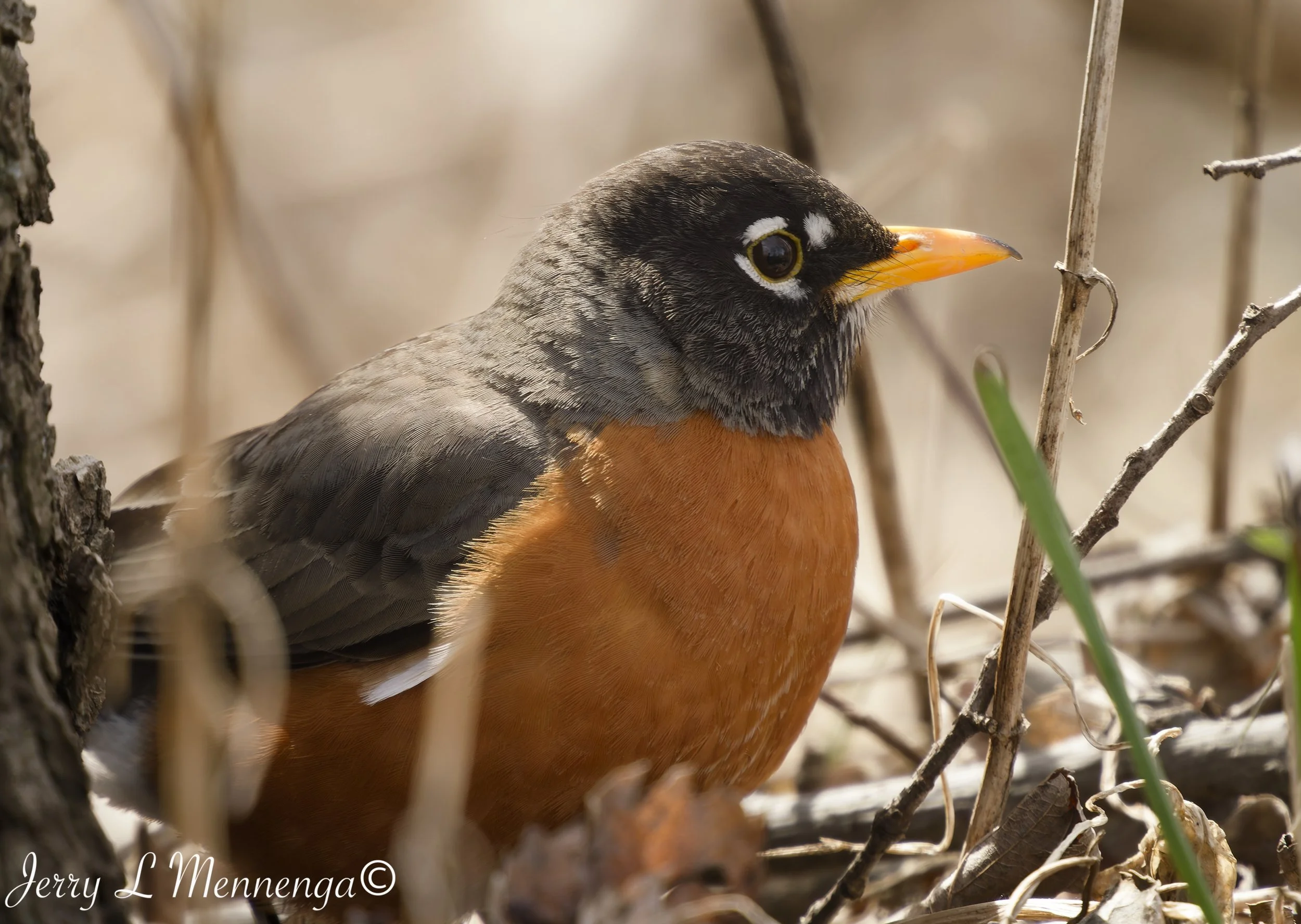 Birds Adams Homestead Nature 2026 03-30_0519_DxO.jpg