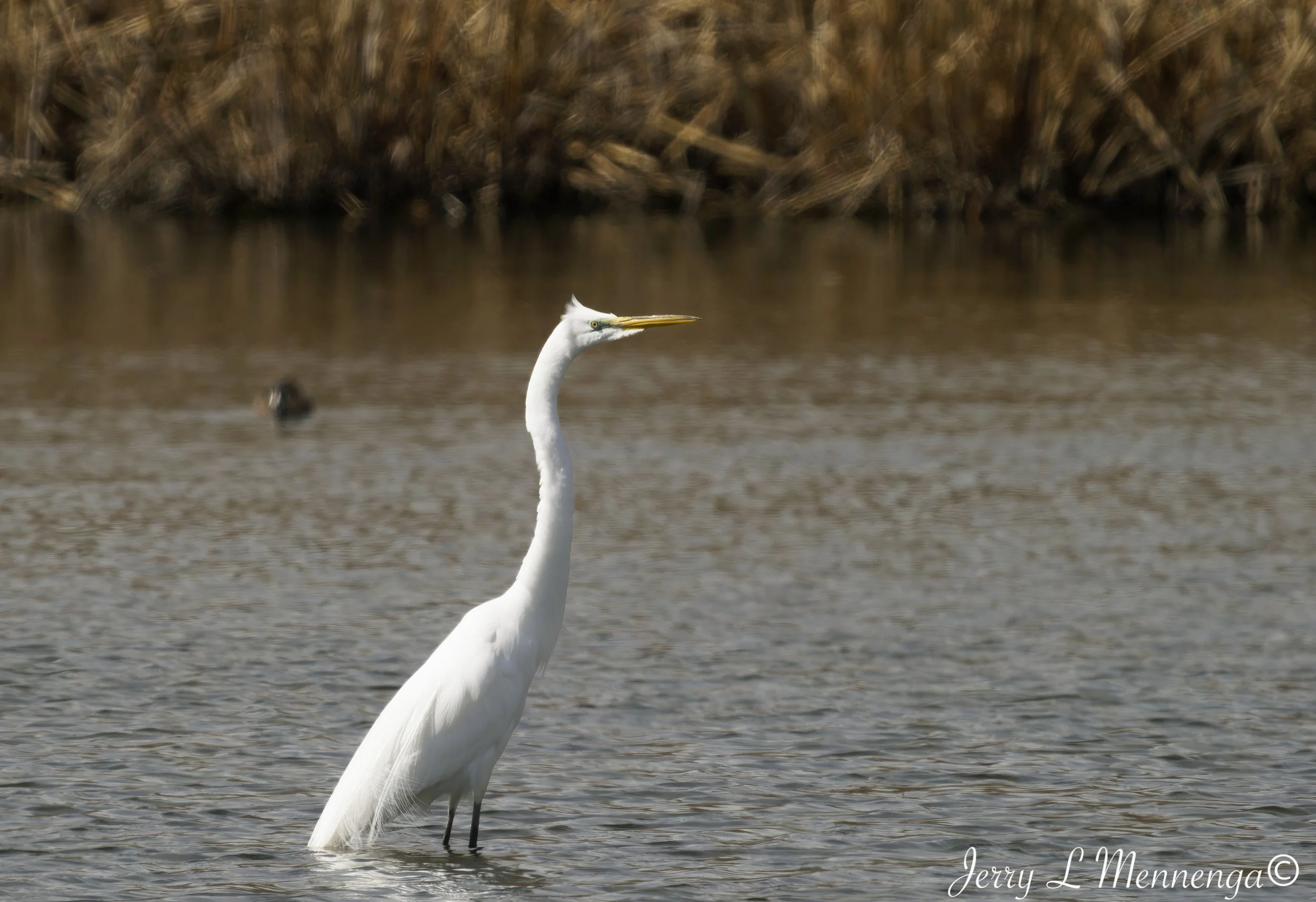 Birds Adams Homestead Nature 2026 03-30_0826_DxO.jpg