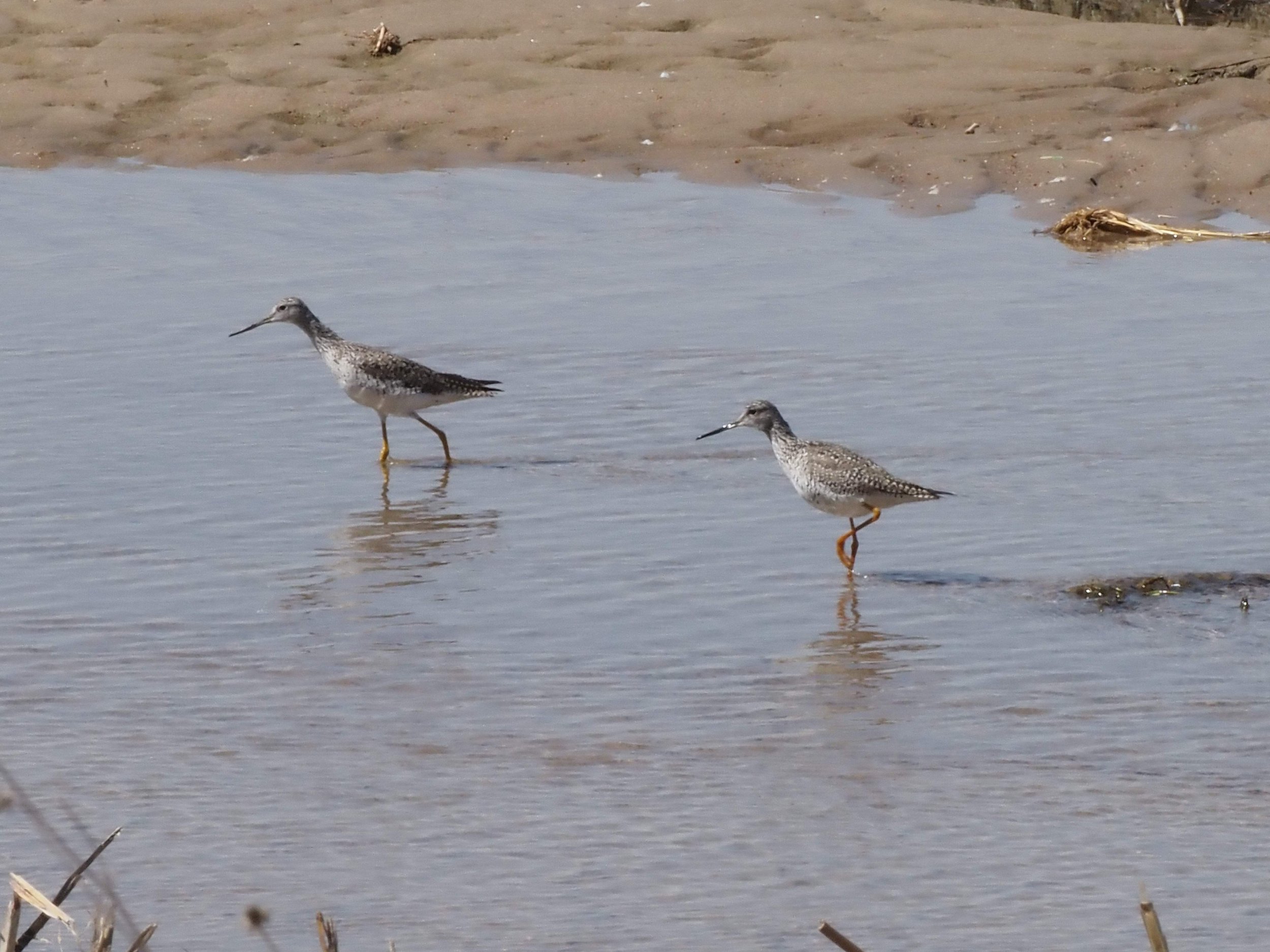 Shorebird Destination Outing TBA