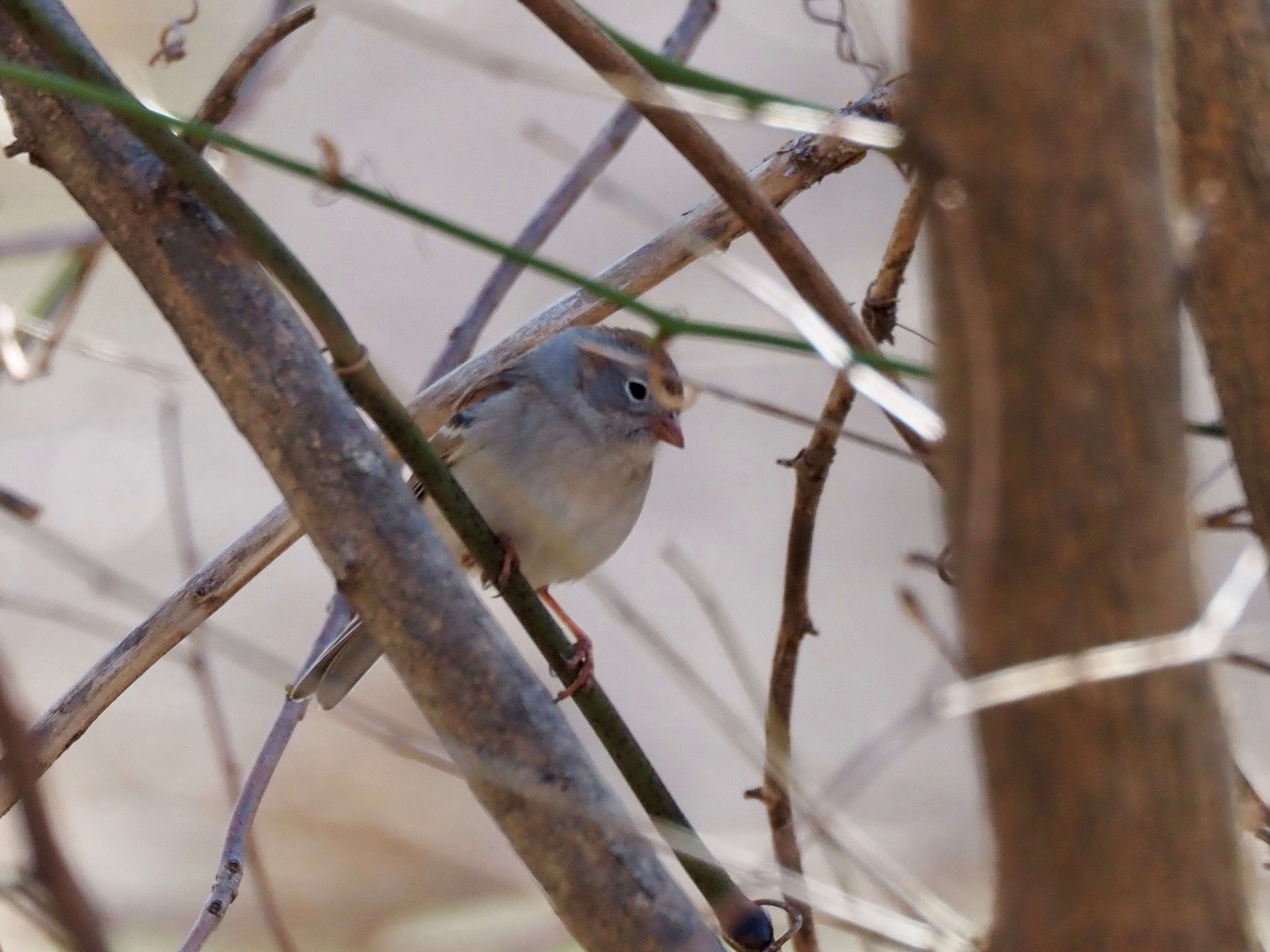Field Sparrow at Southwood.jpg