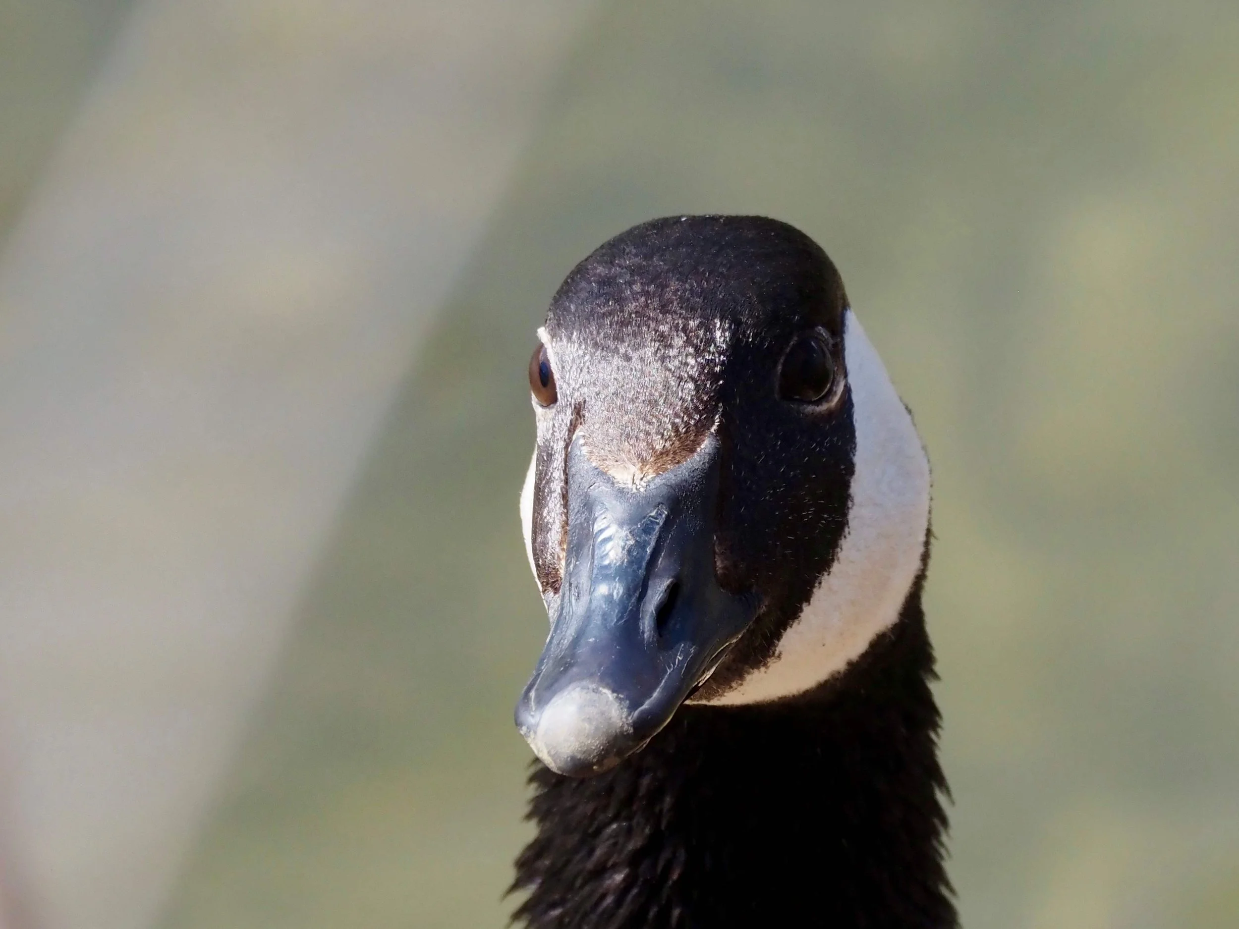 Goose 2.jpg