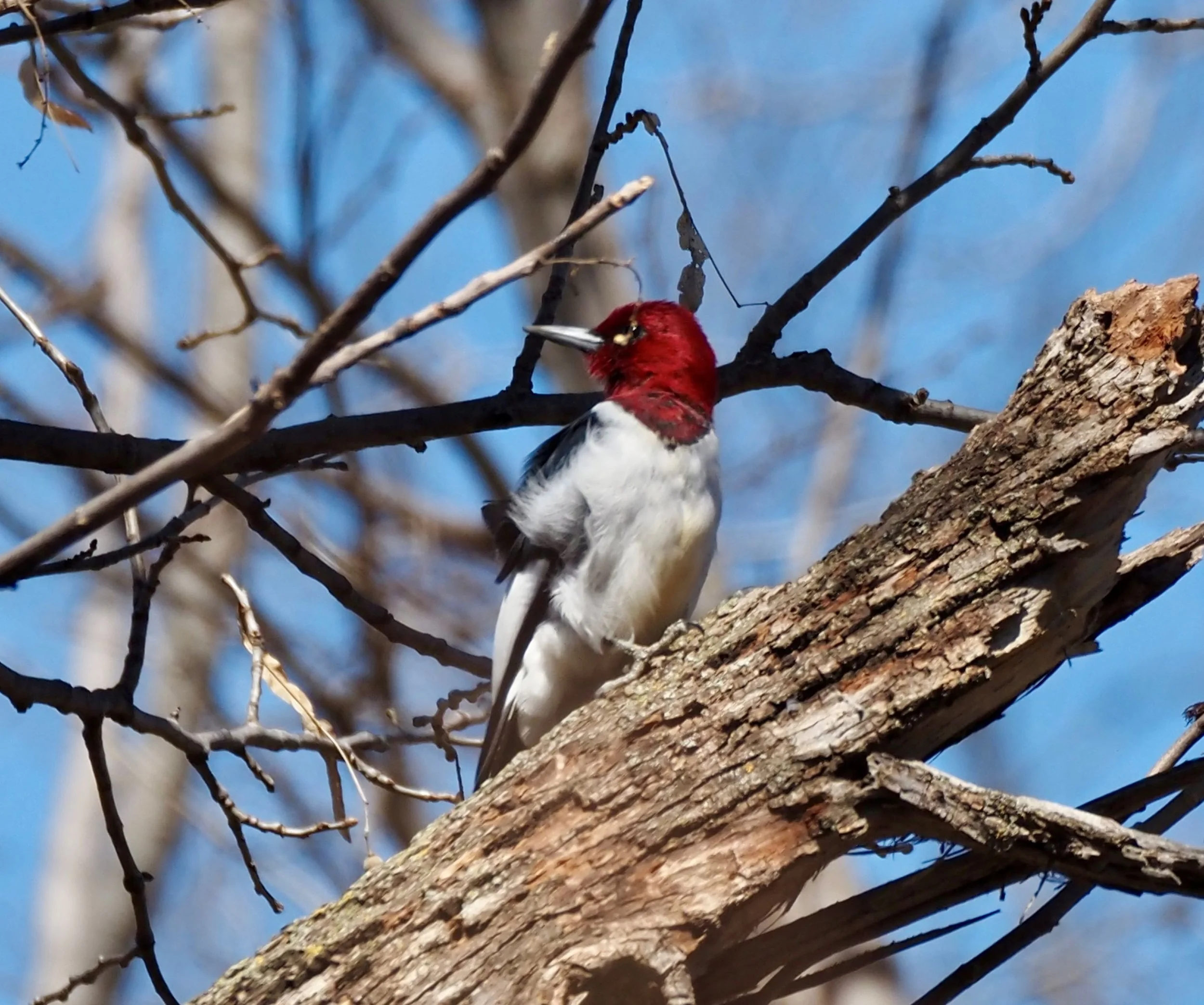Red-headed Woodpecker at Southwood.jpg