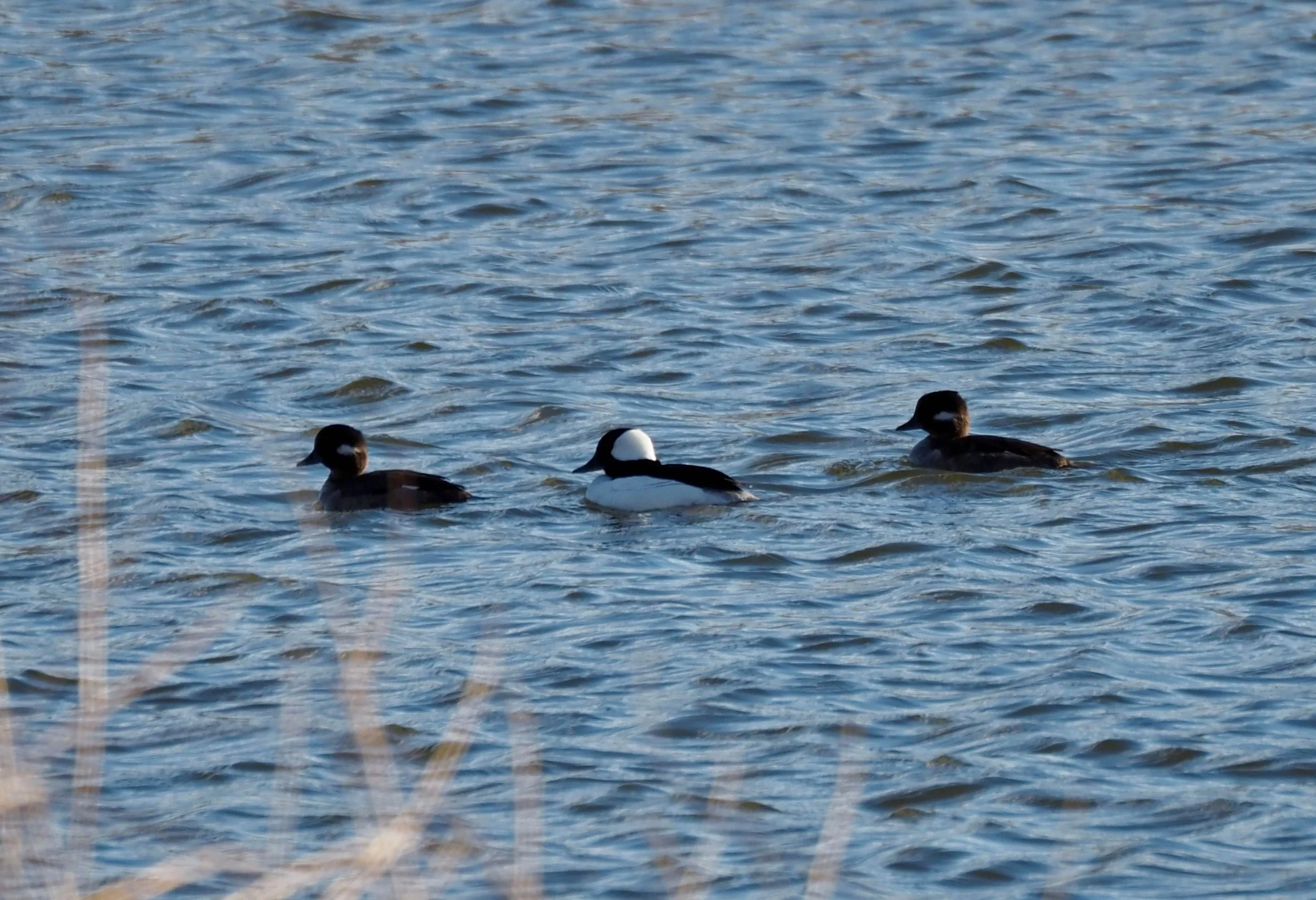 Bufflehead at Dairy Pond.jpg
