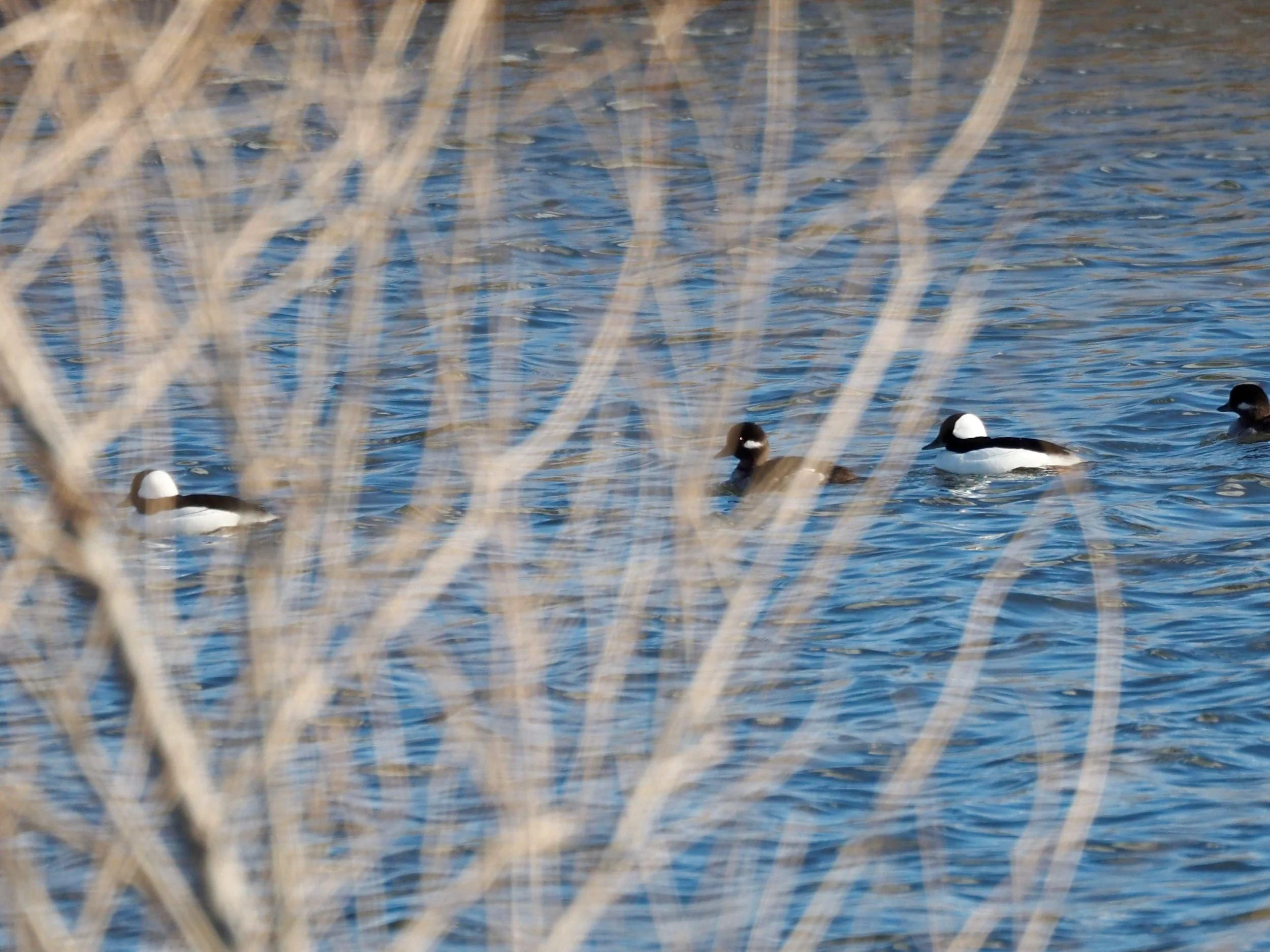 Bufflehead through weeds.jpg